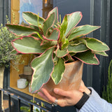 Peperomia clusiifolia ‘Ginny’ - grow urban. UK