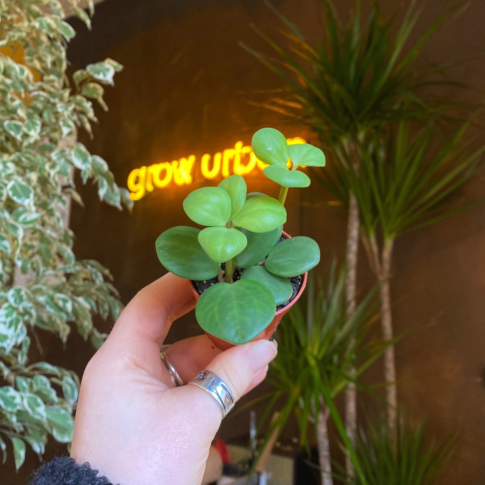 Peperomia ‘Hope’ (mini) - grow urban. UK