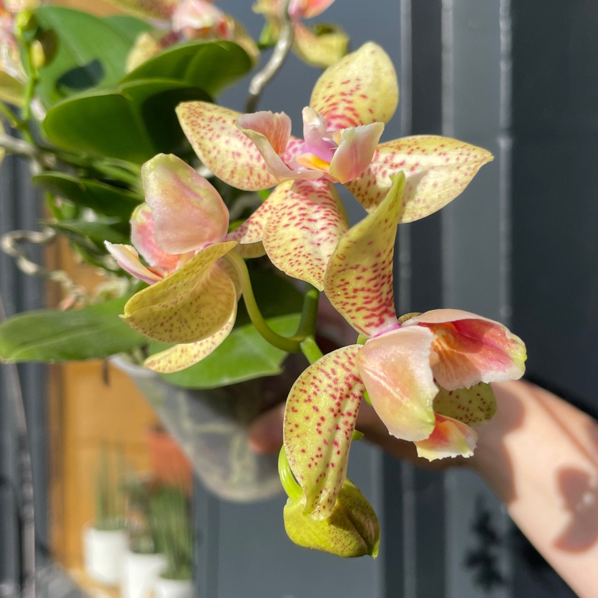Phalaenopsis 'Artisto Crafts' - grow urban. UK