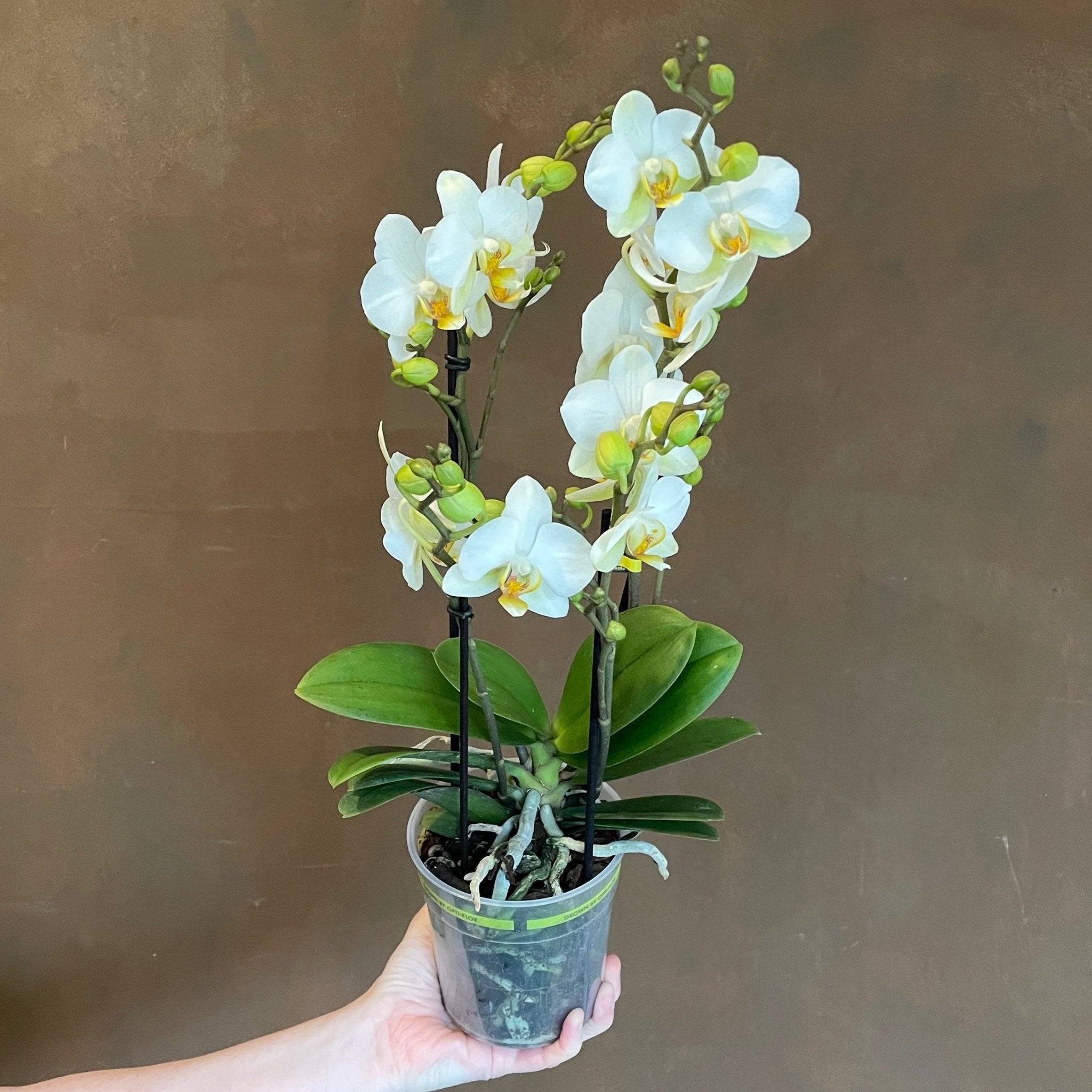 Phalaenopsis ‘Boquetto Beauty' - grow urban. UK
