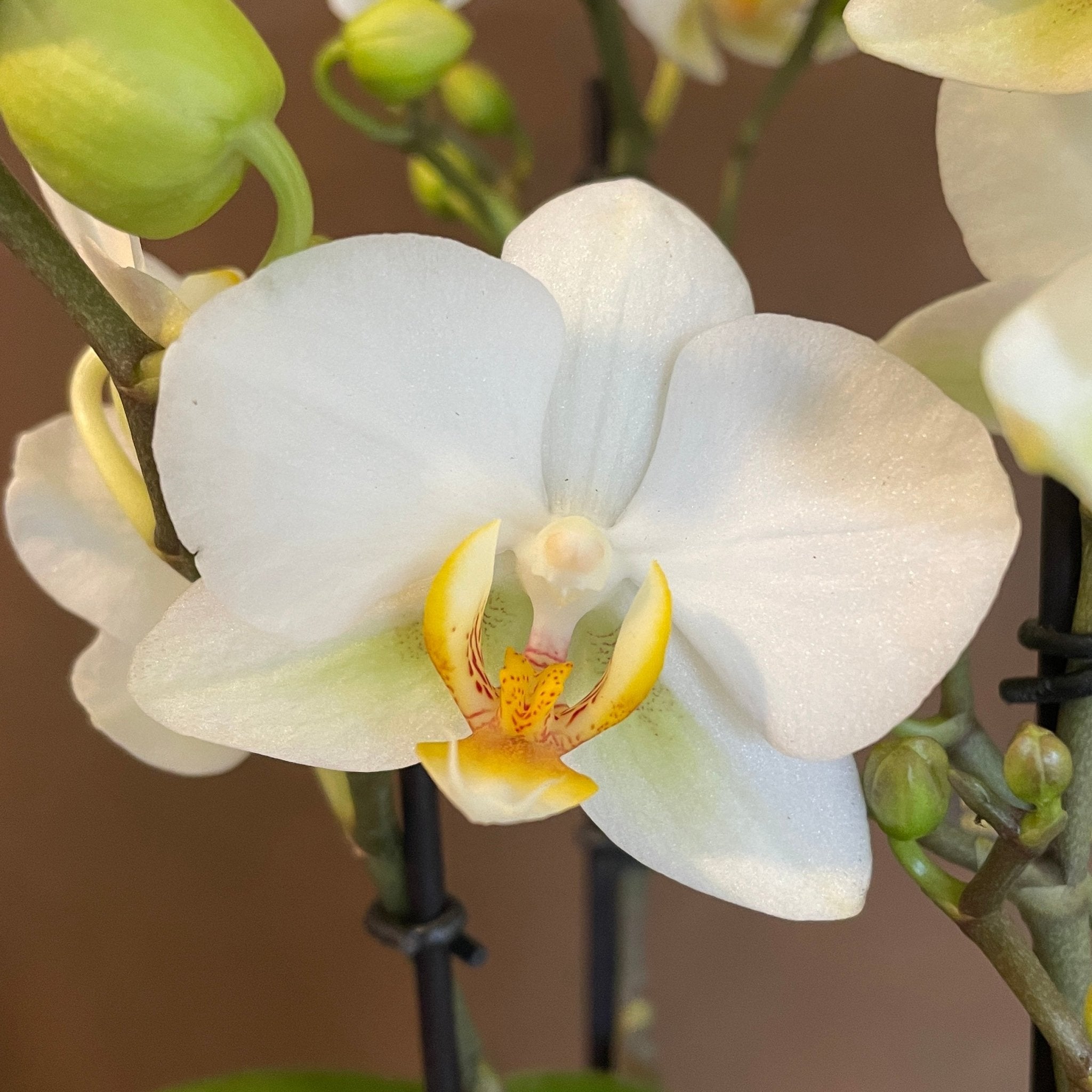Phalaenopsis ‘Boquetto Beauty' - grow urban. UK