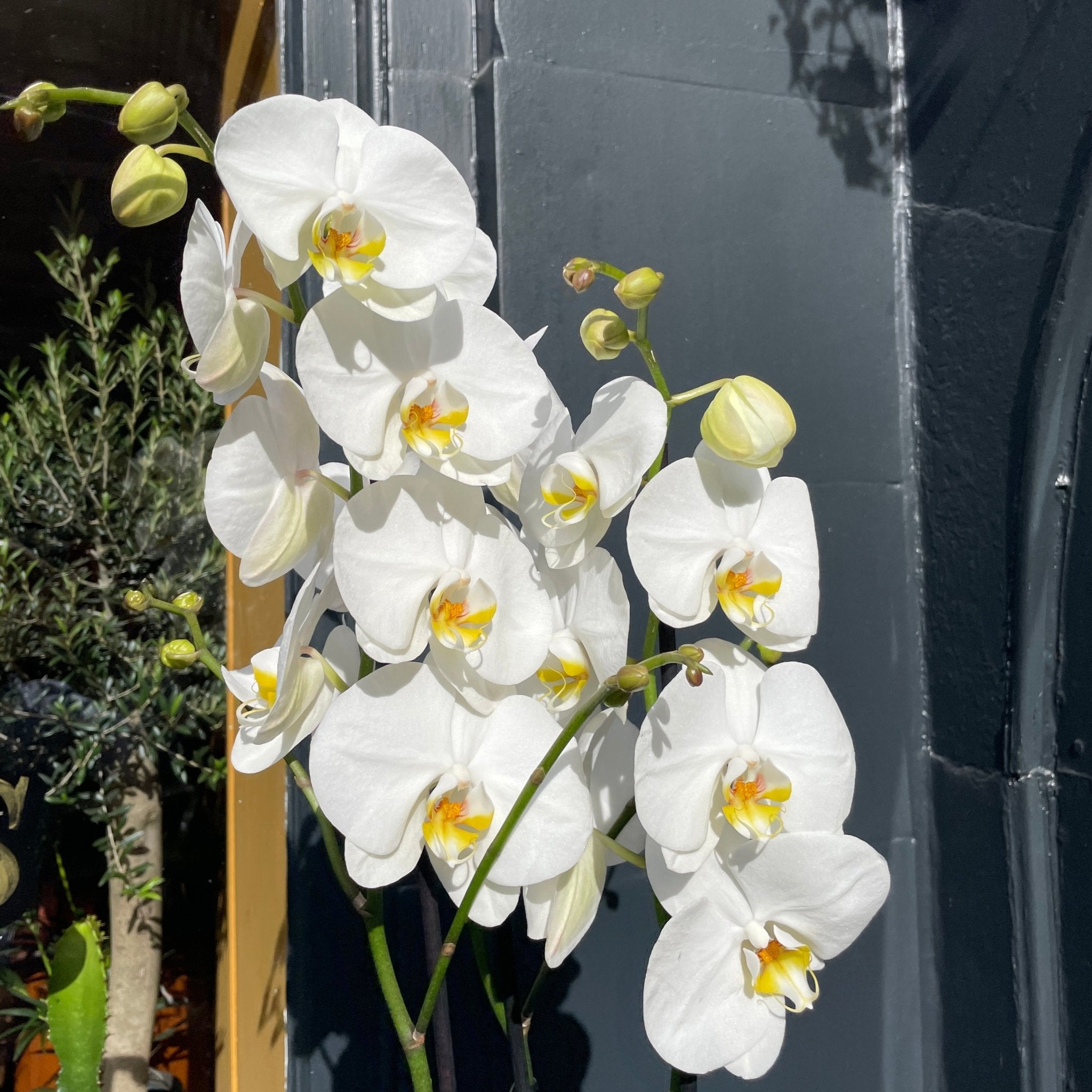 Phalaenopsis ‘Duetto White’ - grow urban. UK