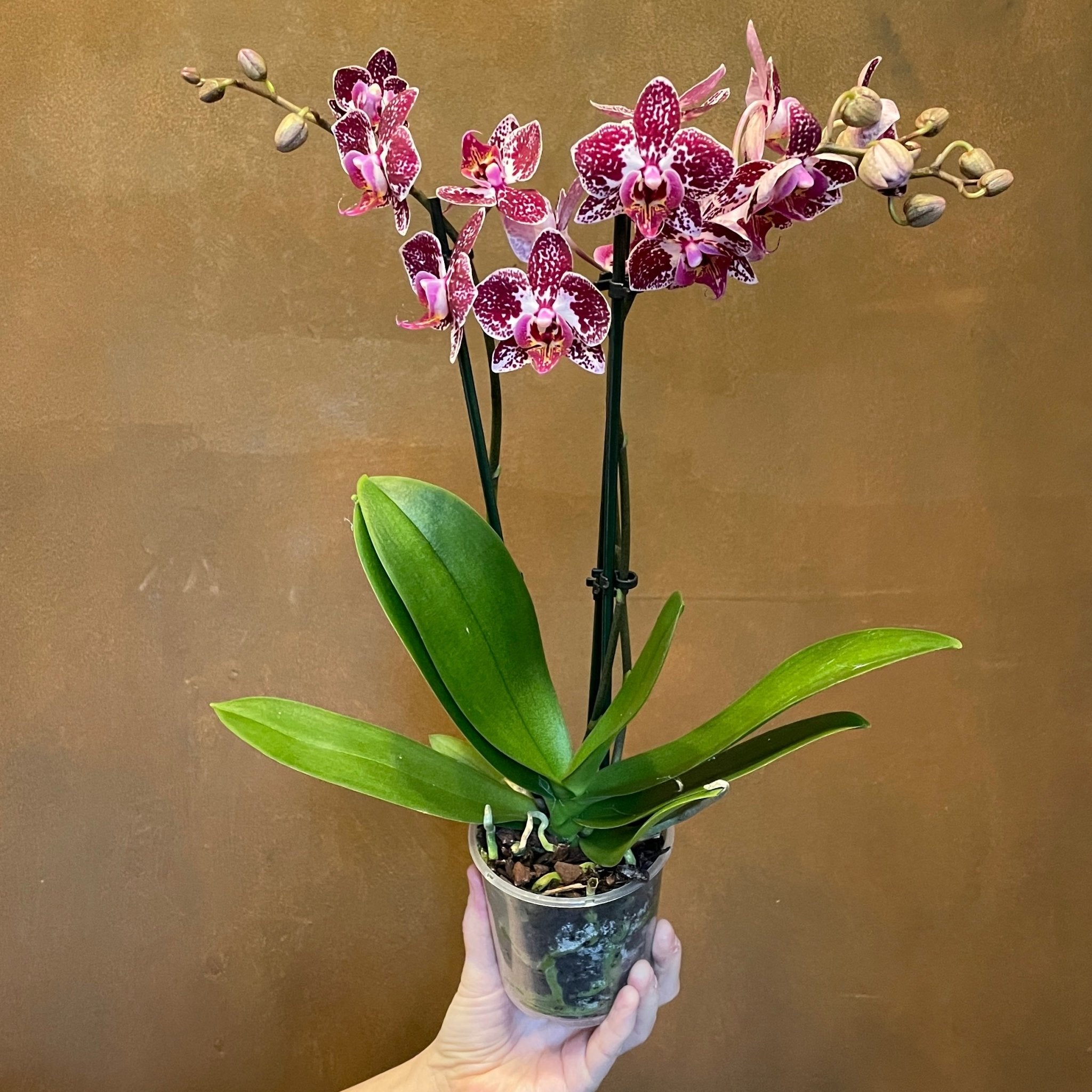 Phalaenopsis ‘Little Sister’ (Lucky Dip) - grow urban. UK