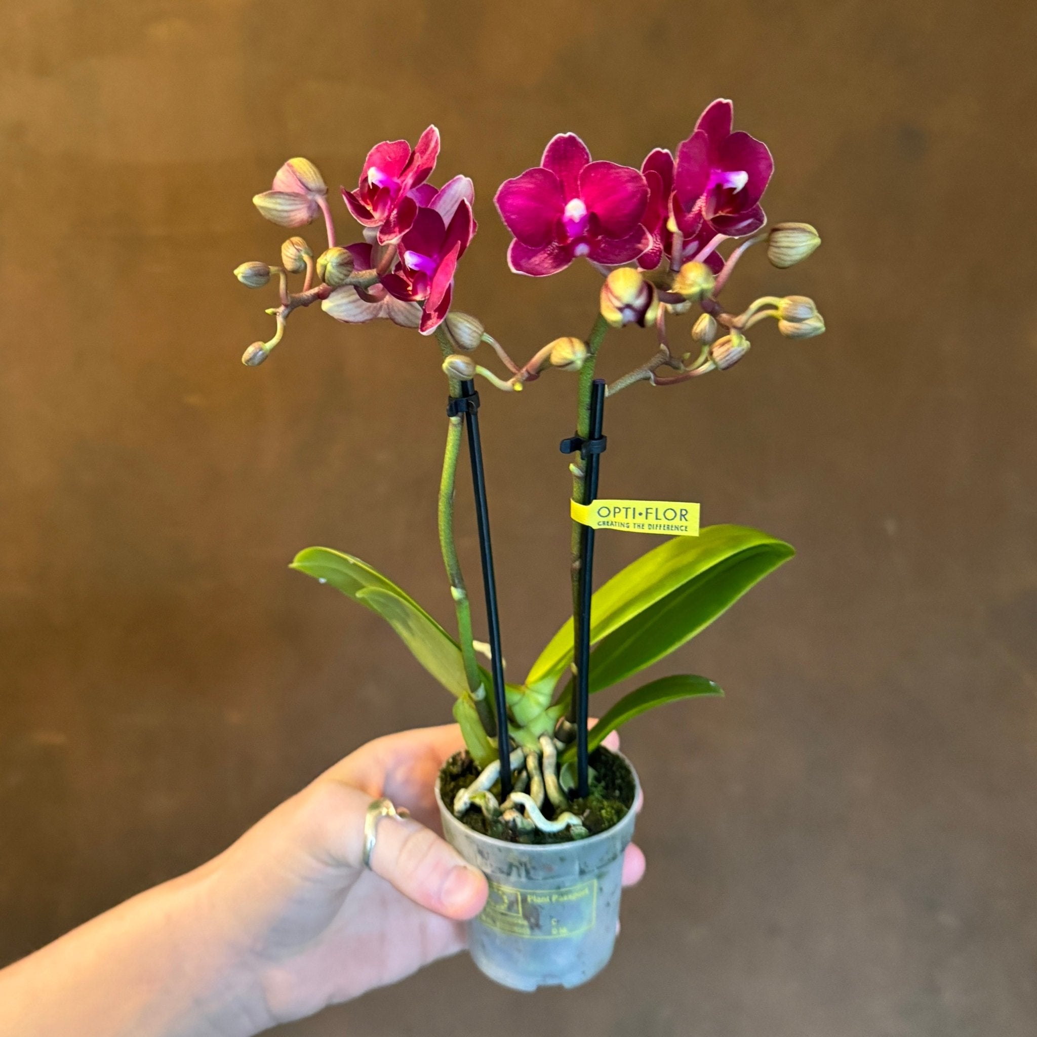 Phalaenopsis ‘Lola' - grow urban. UK