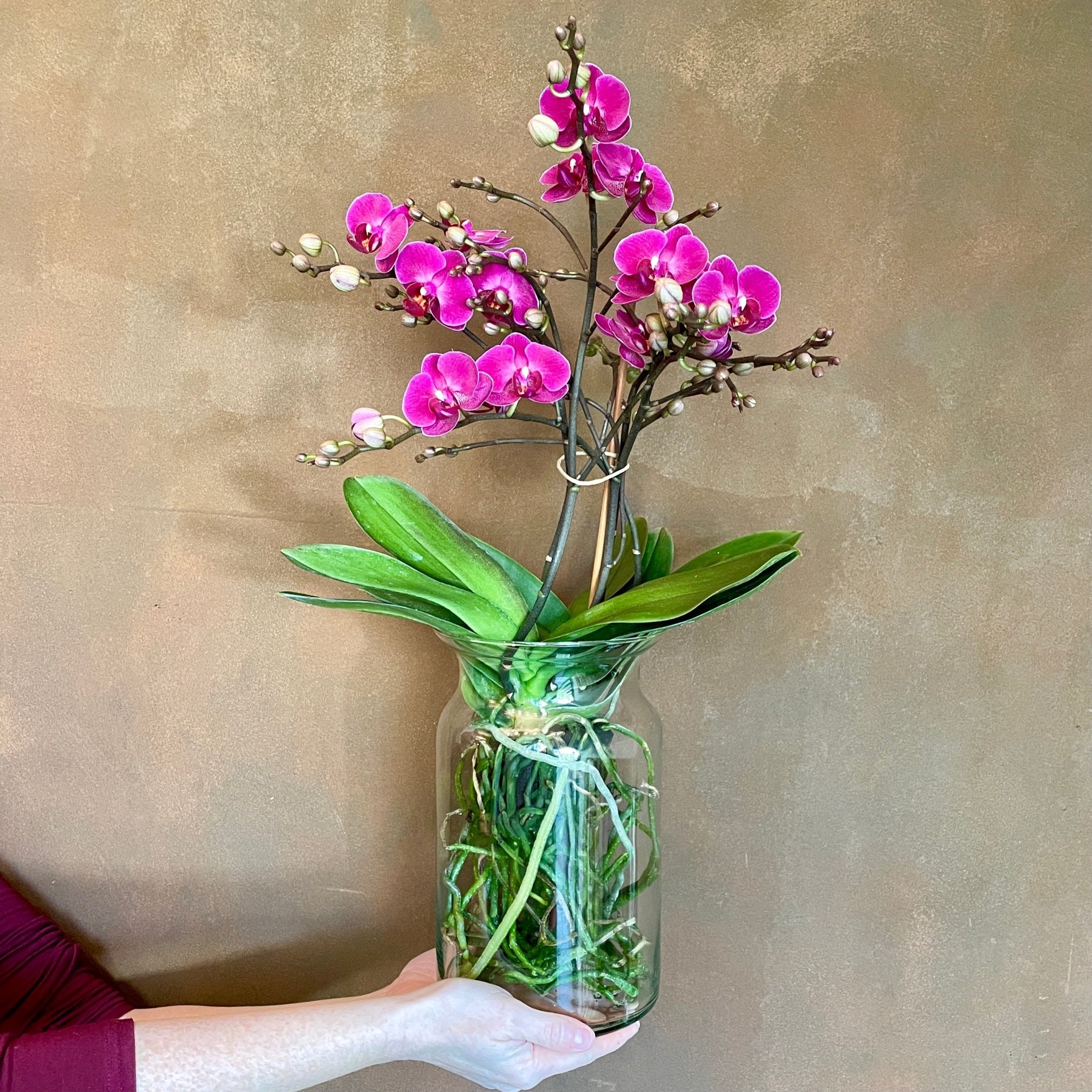 Phalaenopsis ‘Morelia’ in glass - grow urban. UK