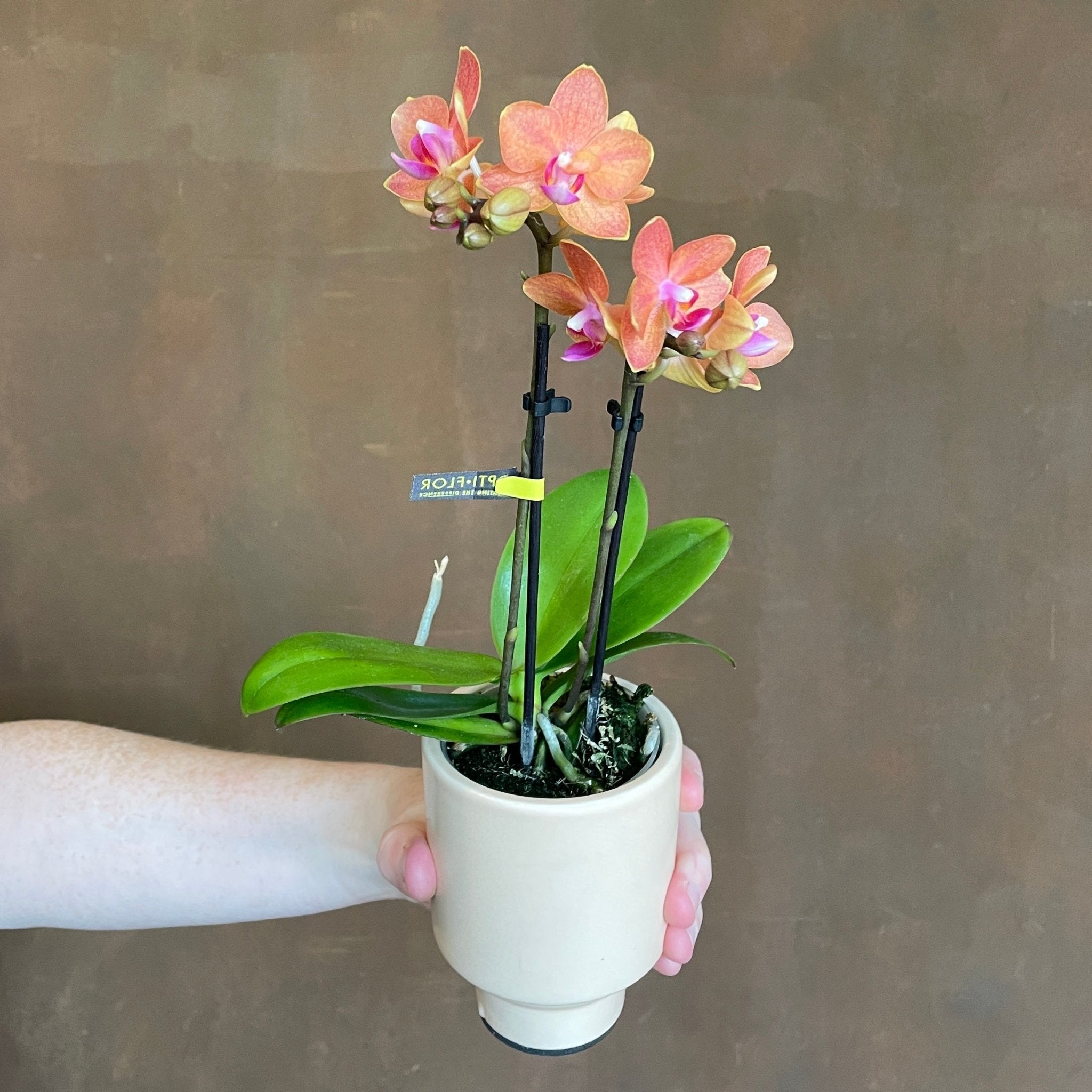 Phalaenopsis ‘Optifriend' with Pot - grow urban. UK