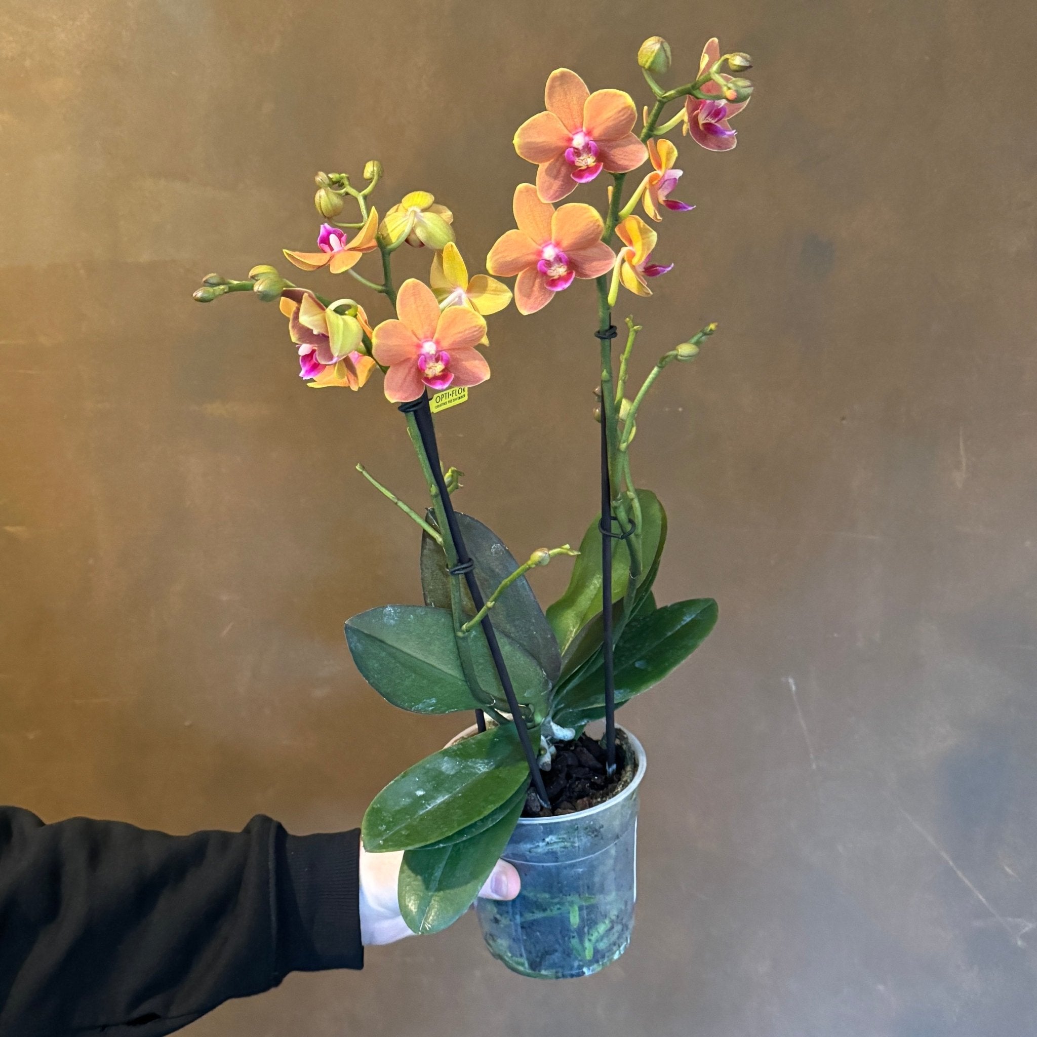 Phalaenopsis ‘Optimost’ (lucky dip) - grow urban. UK
