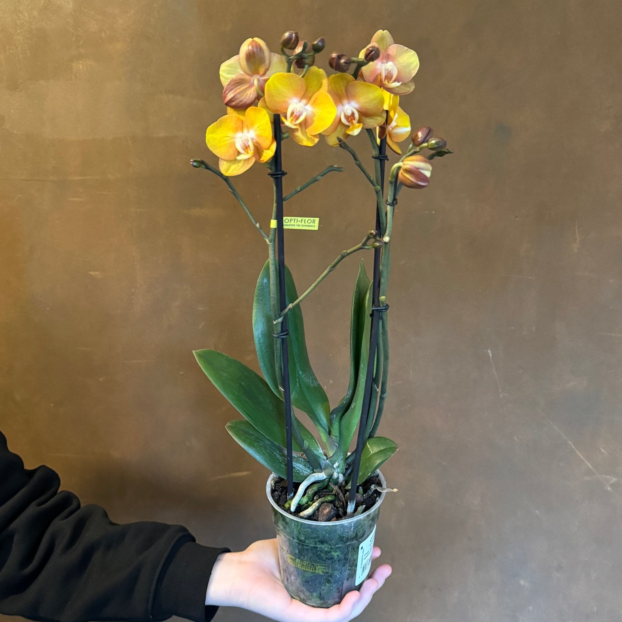 Phalaenopsis ‘Optimost’ (lucky dip) - grow urban. UK