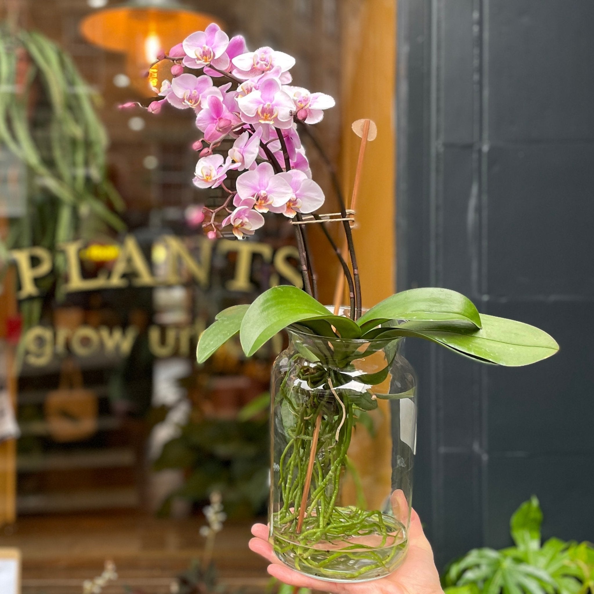 Phalaenopsis 'Pink' in glass - grow urban. UK