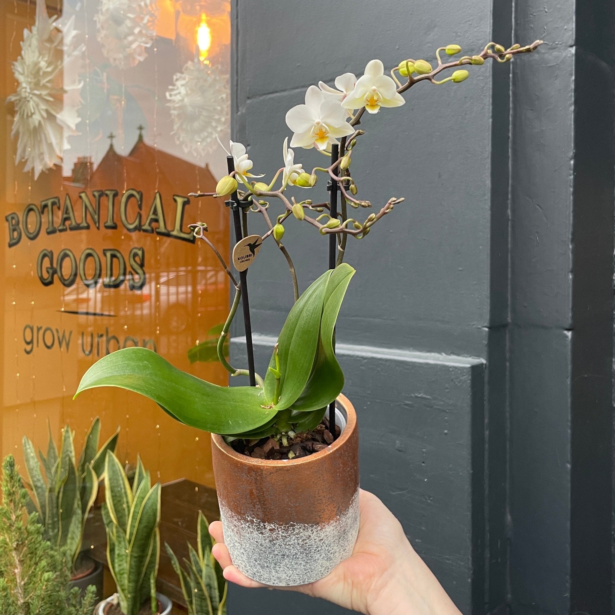 Phalaenopsis ‘Soft Cloud’ (with Pot) - grow urban. UK