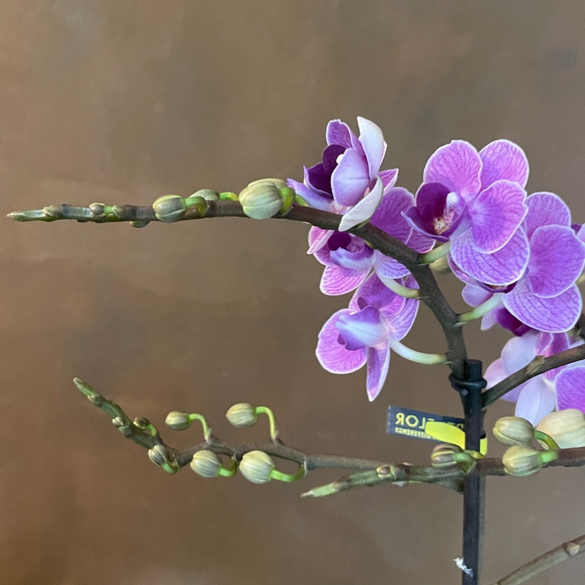 Phalaenopsis 'Violet Queen' - grow urban. UK