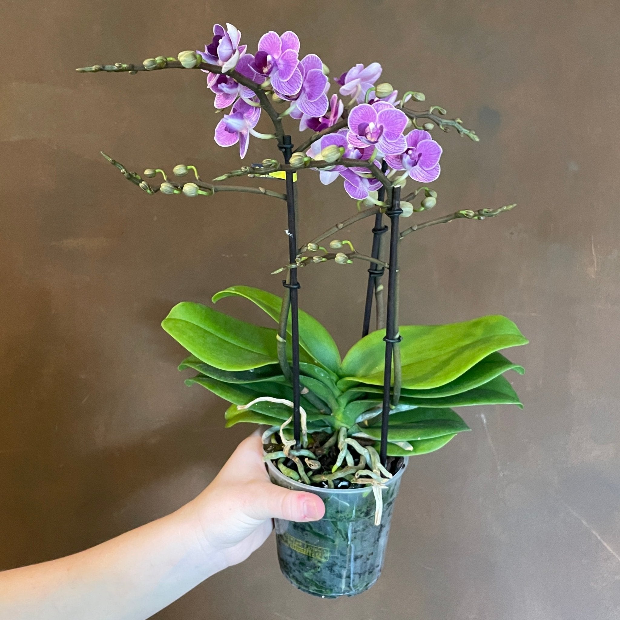 Phalaenopsis 'Violet Queen' - grow urban. UK