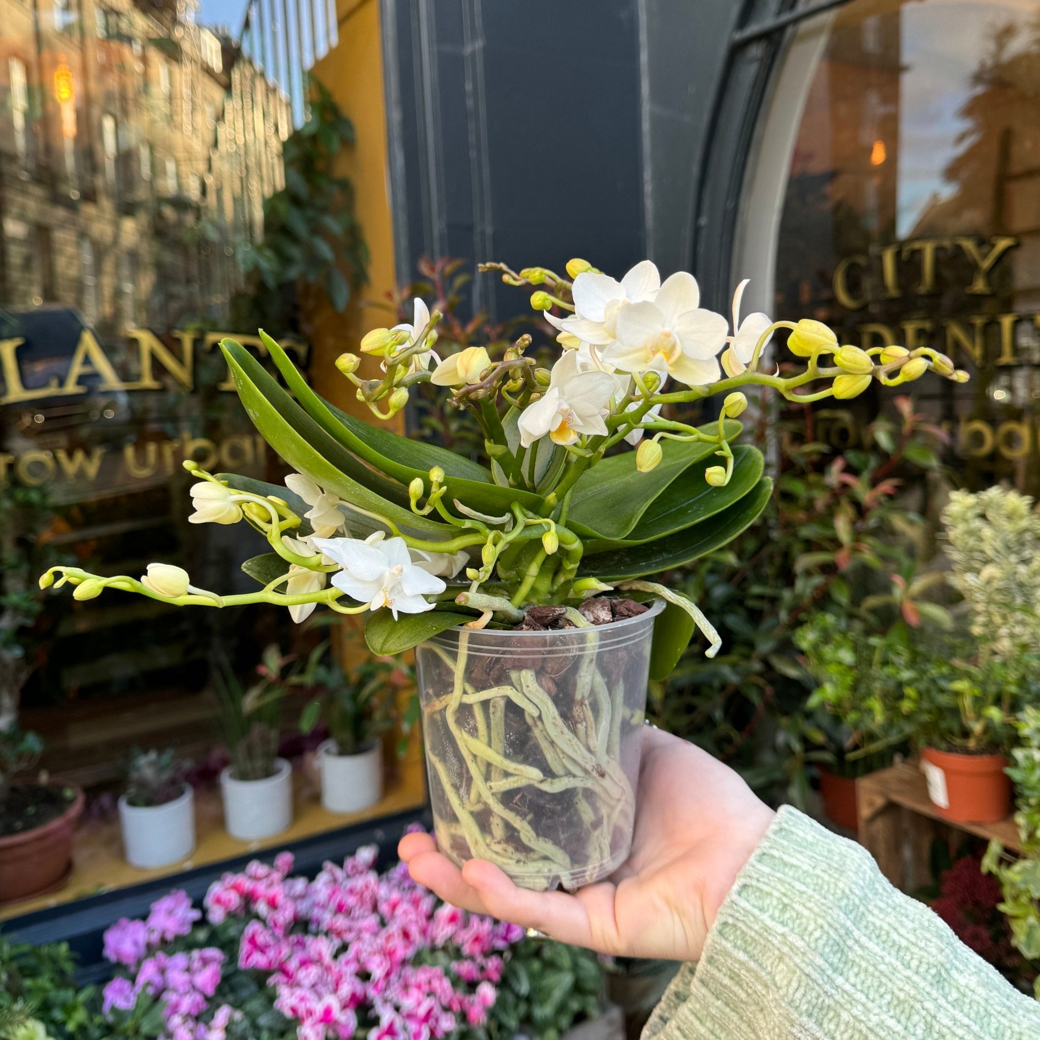 Phalaenopsis ‘Whitney' - grow urban. UK