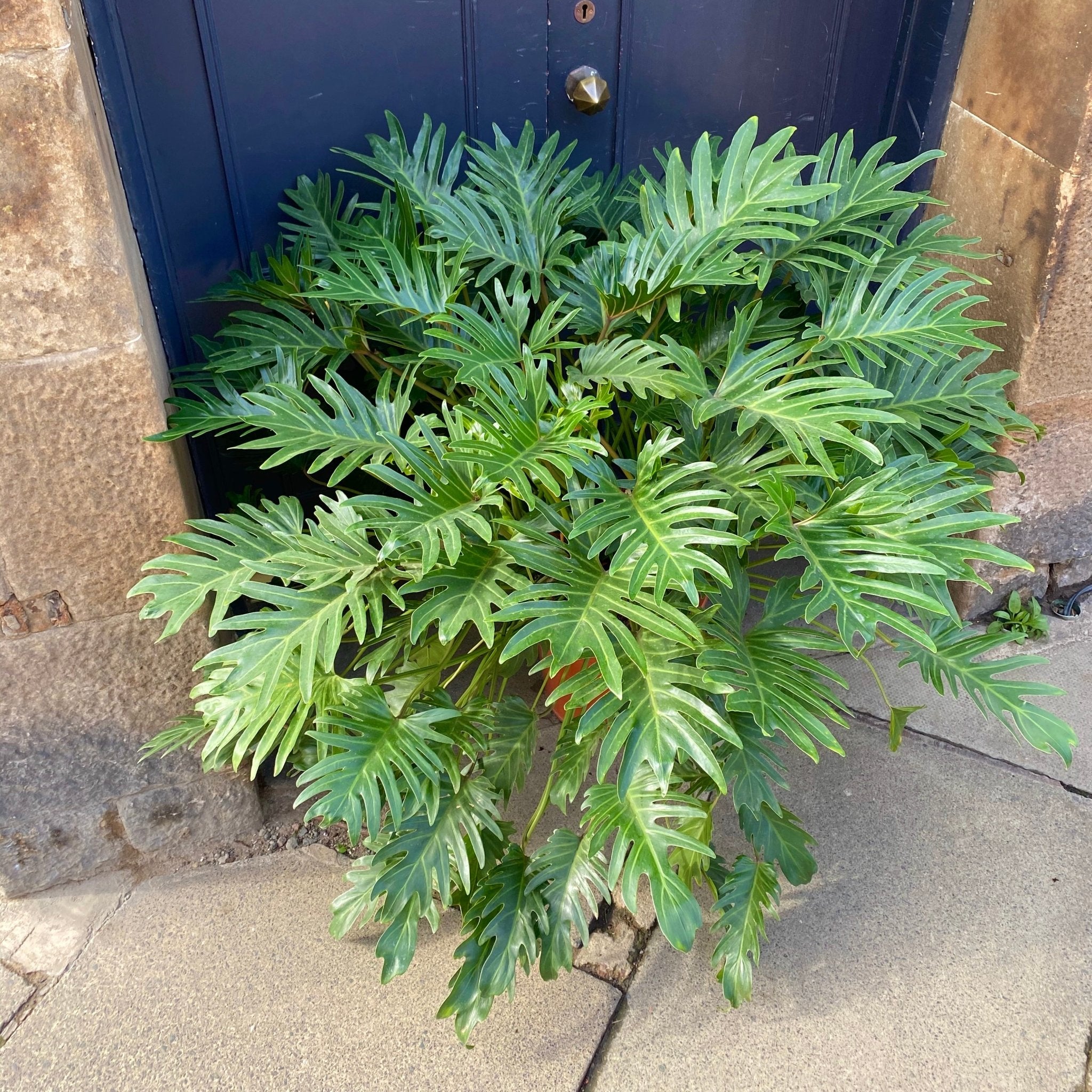 Philodendron bipinnatifidum ‘Winterbourn’ - grow urban. UK