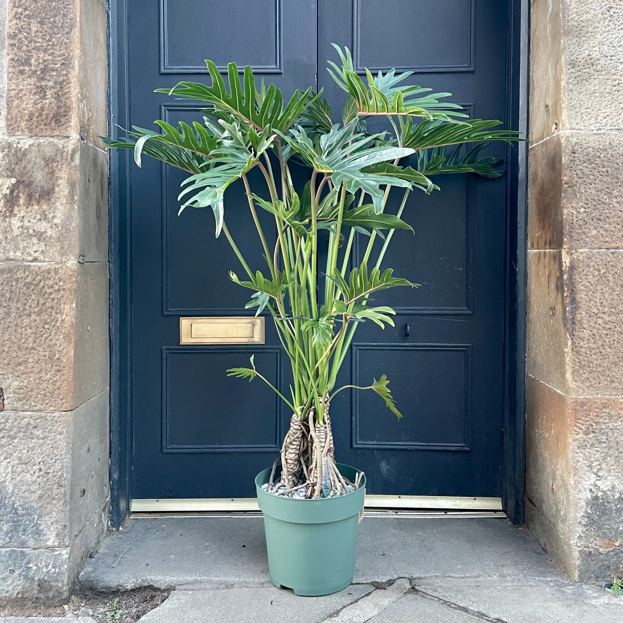 Philodendron bipinnatifidum ‘Xantal’ - grow urban. UK