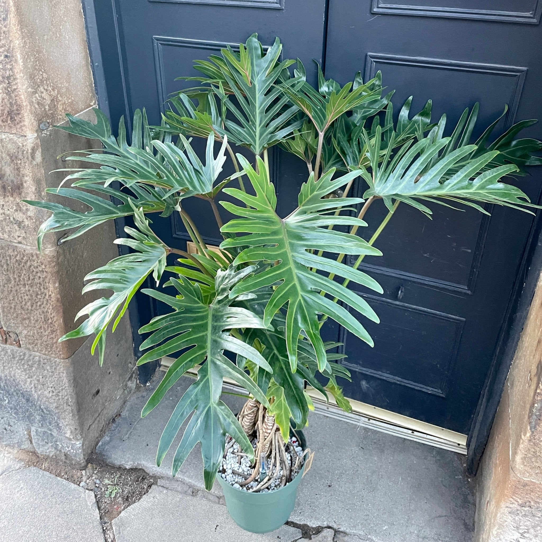 Philodendron bipinnatifidum ‘Xantal’ - grow urban. UK
