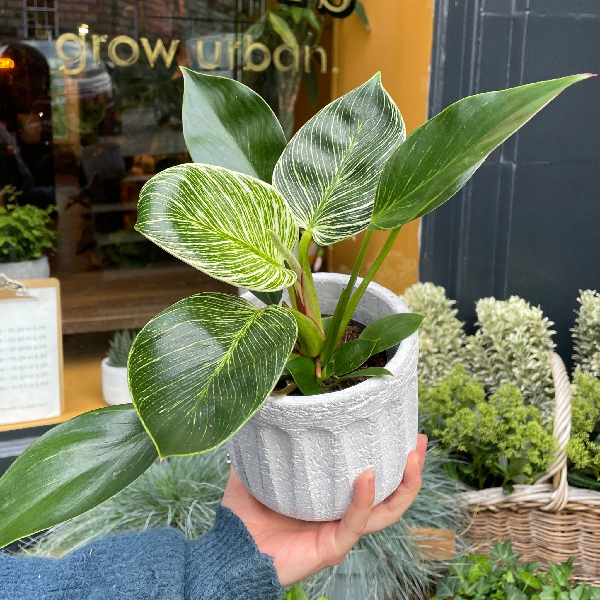 Philodendron ‘Birkin’ (11cm pot) - grow urban. UK