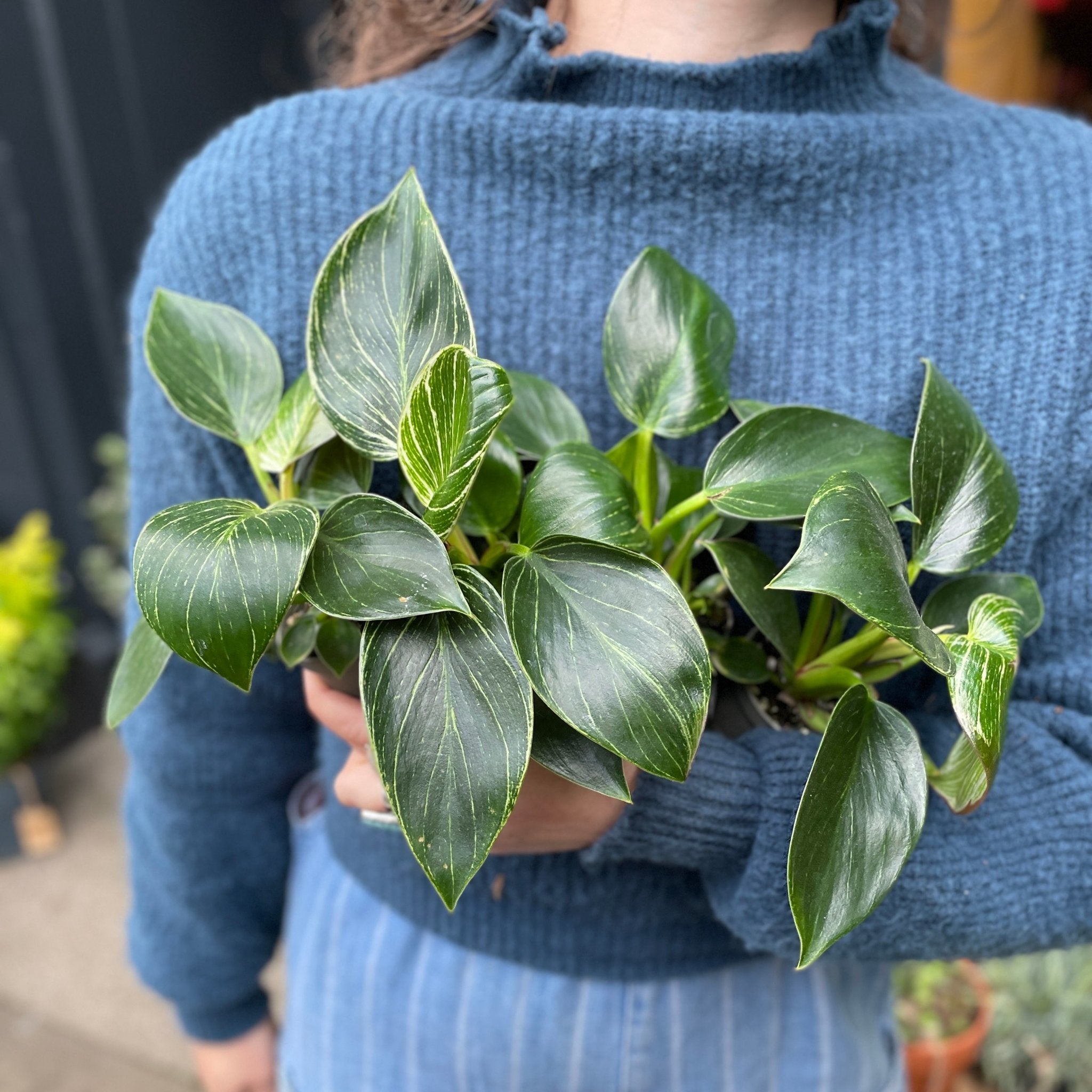 Philodendron ‘Birkin’ (6cm pot) - grow urban. UK