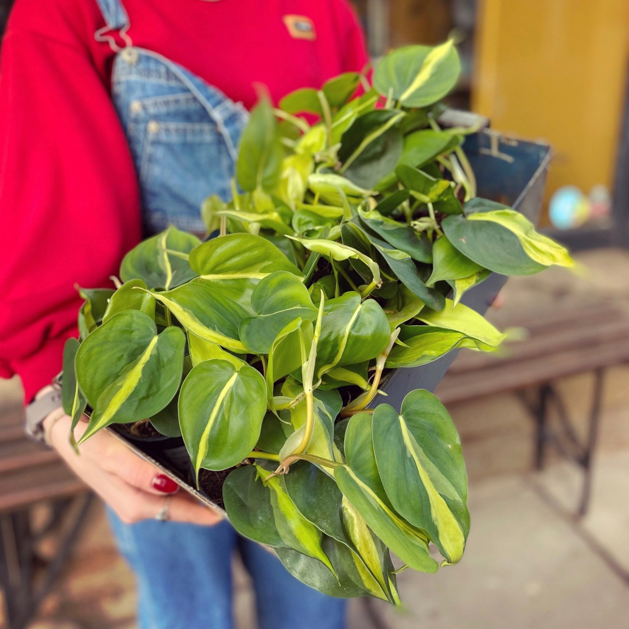 Philodendron ‘Brasil’ (12cm pot) - grow urban. UK