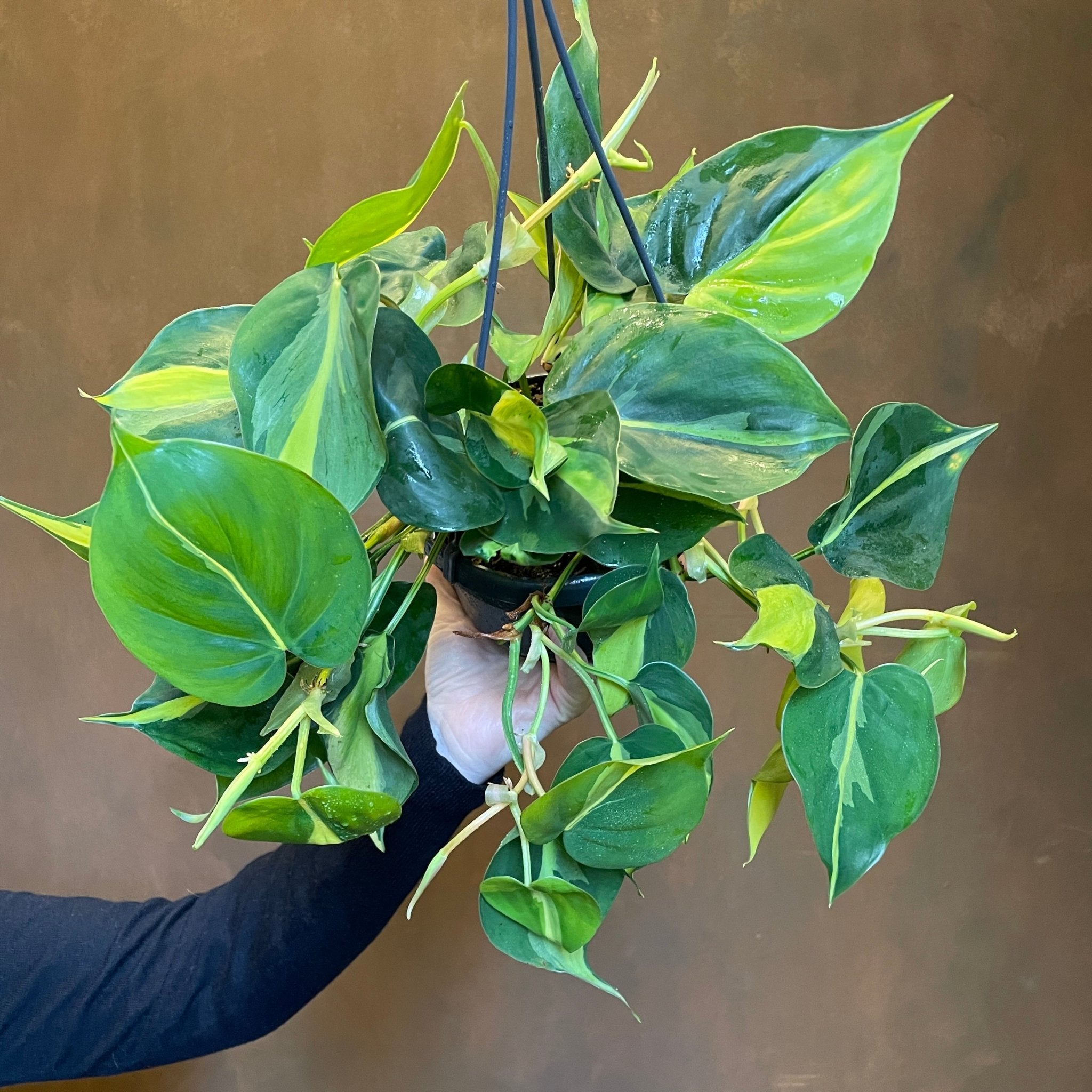 Philodendron ‘Brasil’ (14cm hangpot) - grow urban. UK