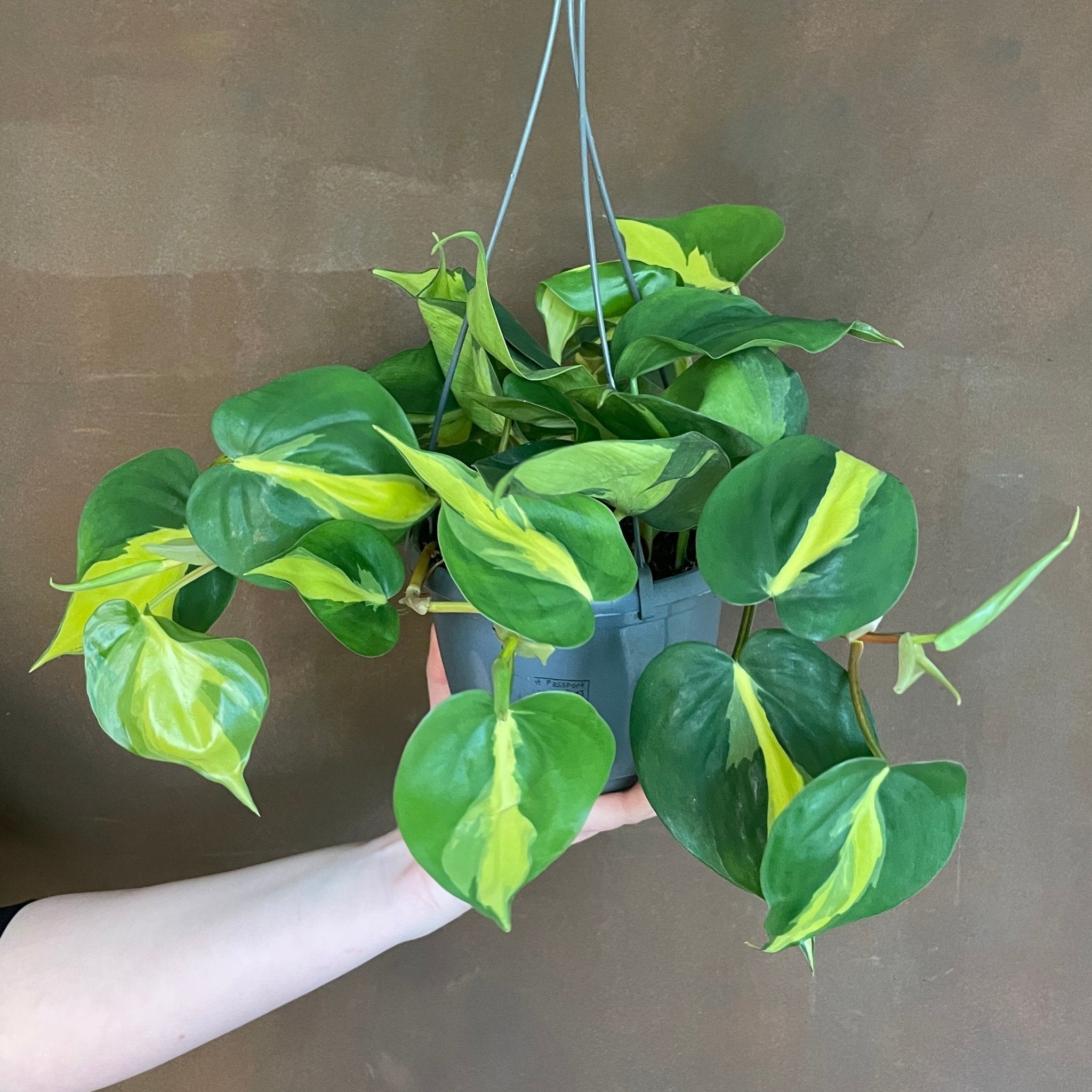 Philodendron ‘Brasil’ (15cm hangpot) - grow urban. UK