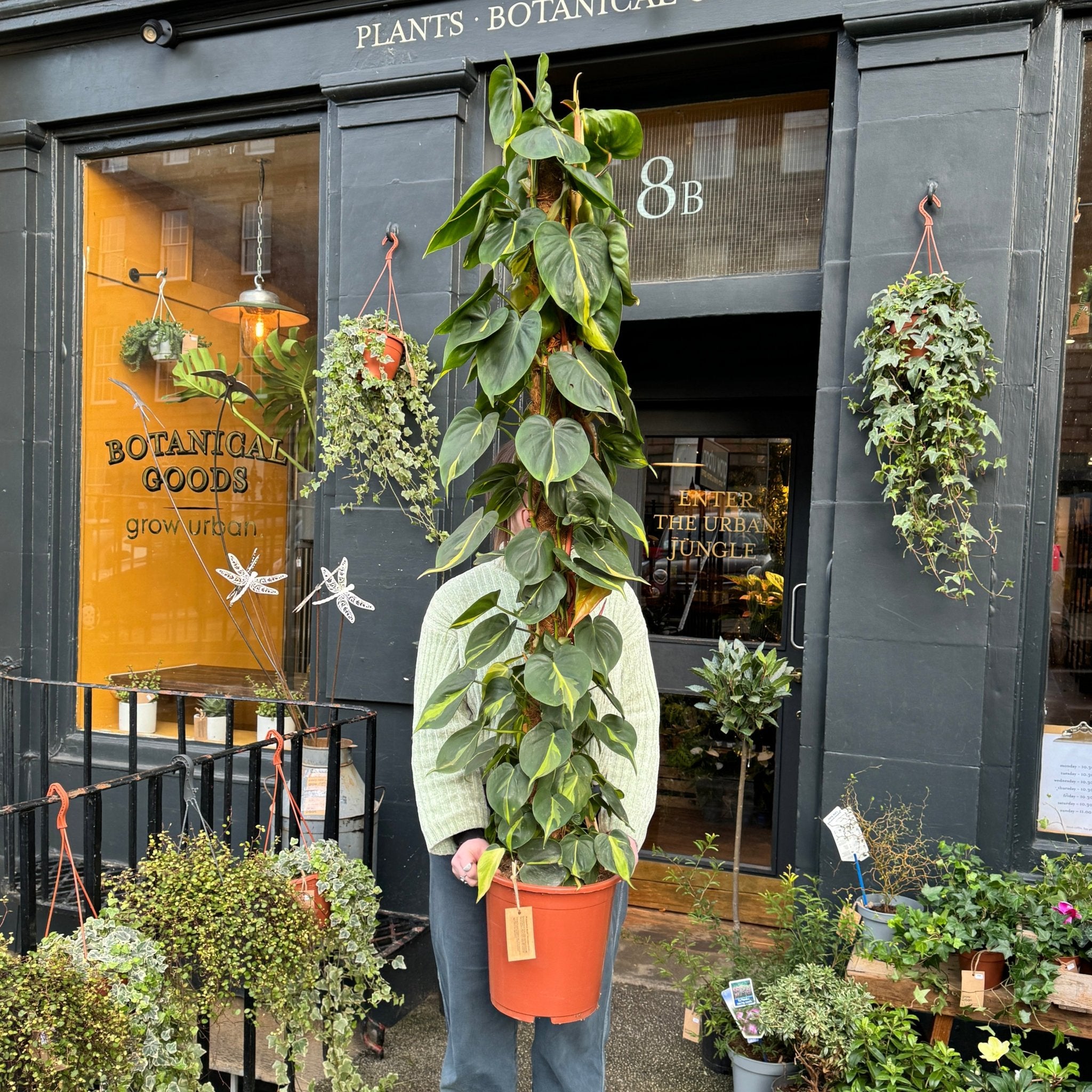 Philodendron ‘Brasil’ (170cm) - grow urban. UK