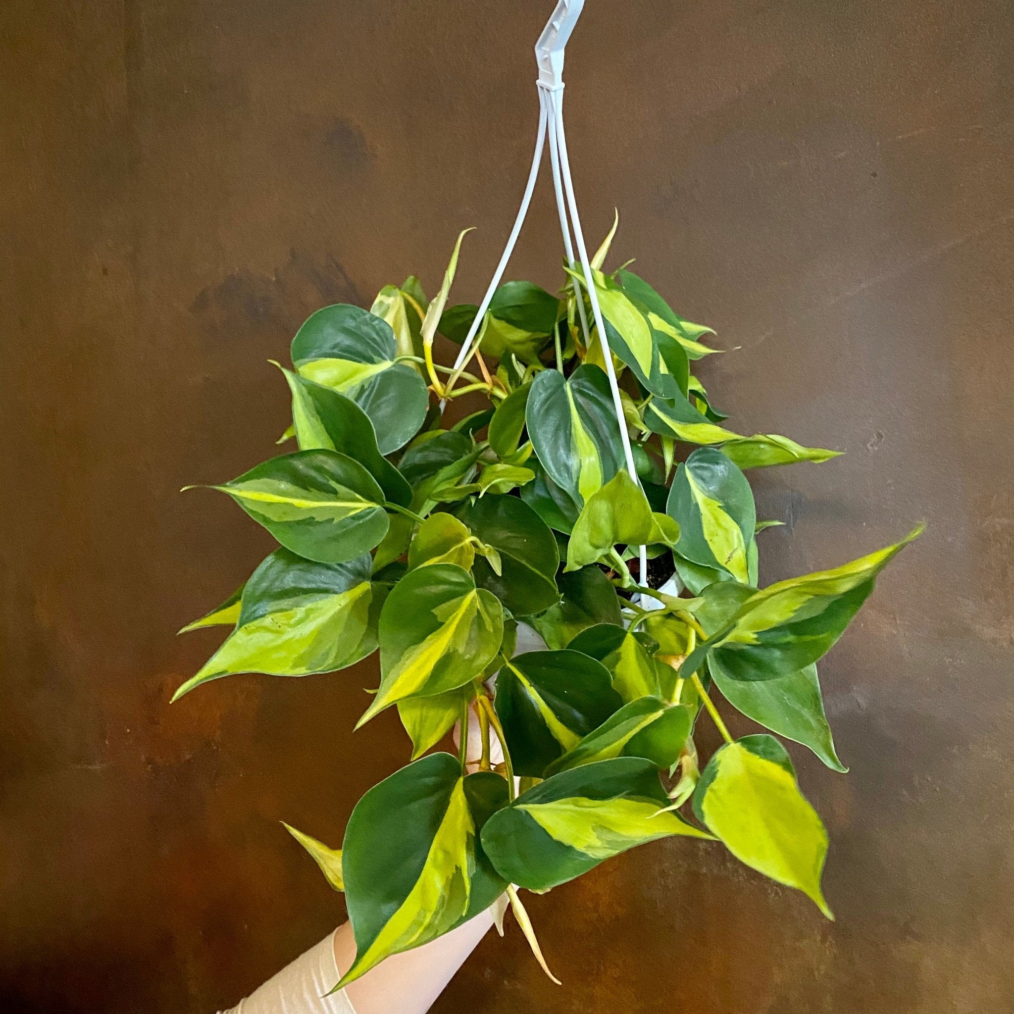 Philodendron ‘Brasil’ (17cm hangpot) - grow urban. UK