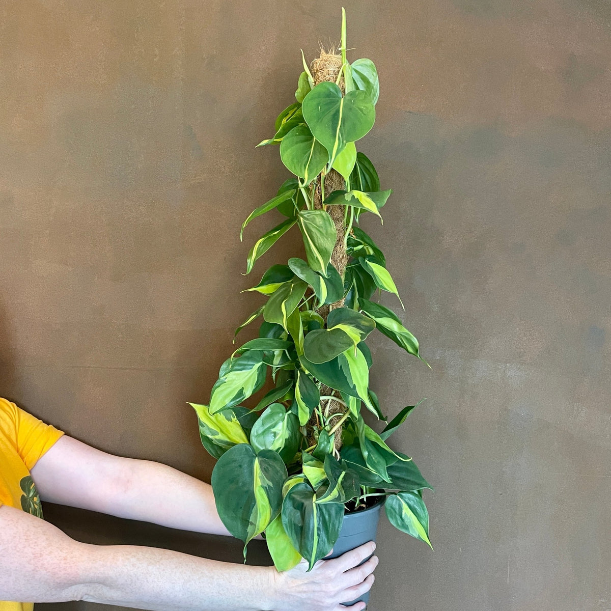 Philodendron 'Brasil' on moss pole (17cm pot) | grow urban. Edinburgh