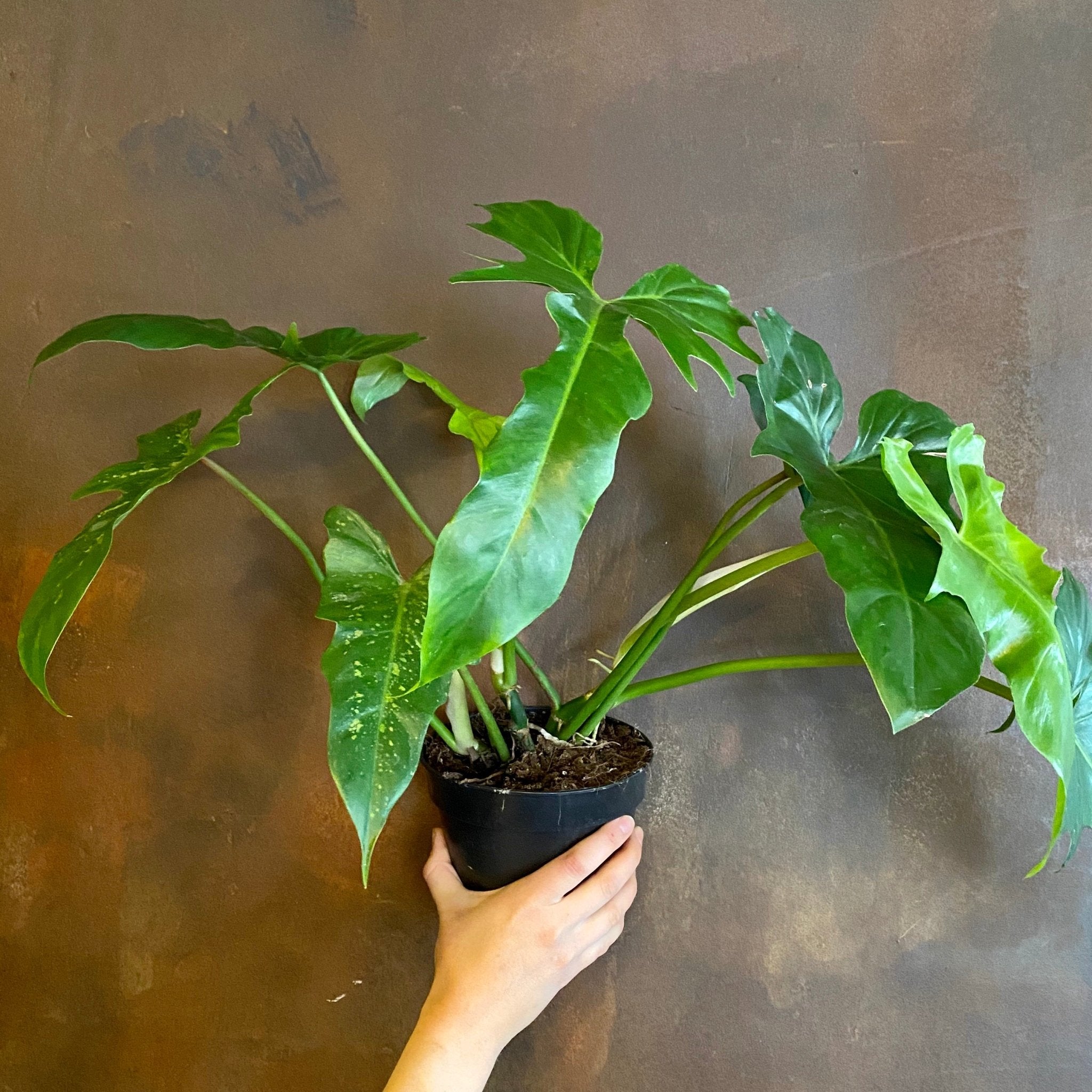 Philodendron ‘Camouflage’ - grow urban. UK