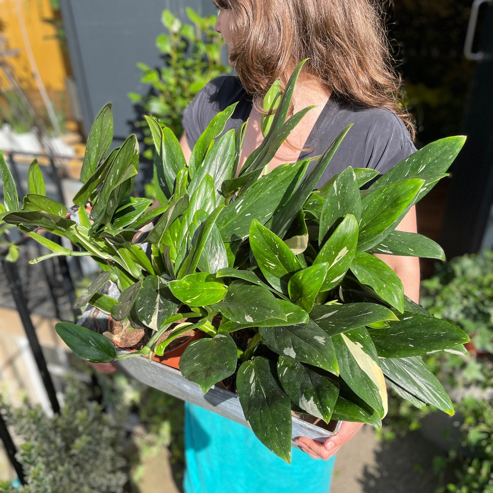 Philodendron ‘Cobra’ (17cm pot) - grow urban. UK