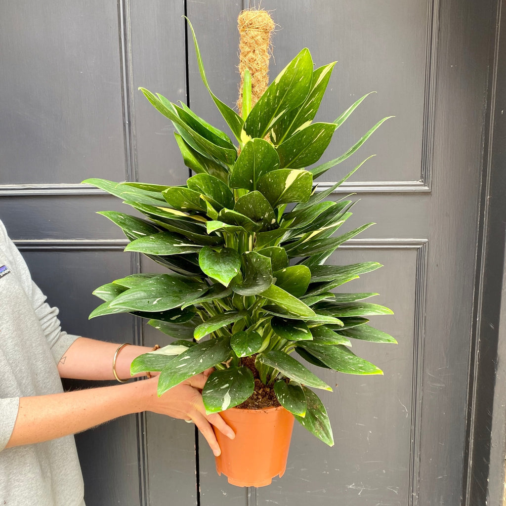 Philodendron 'Cobra'