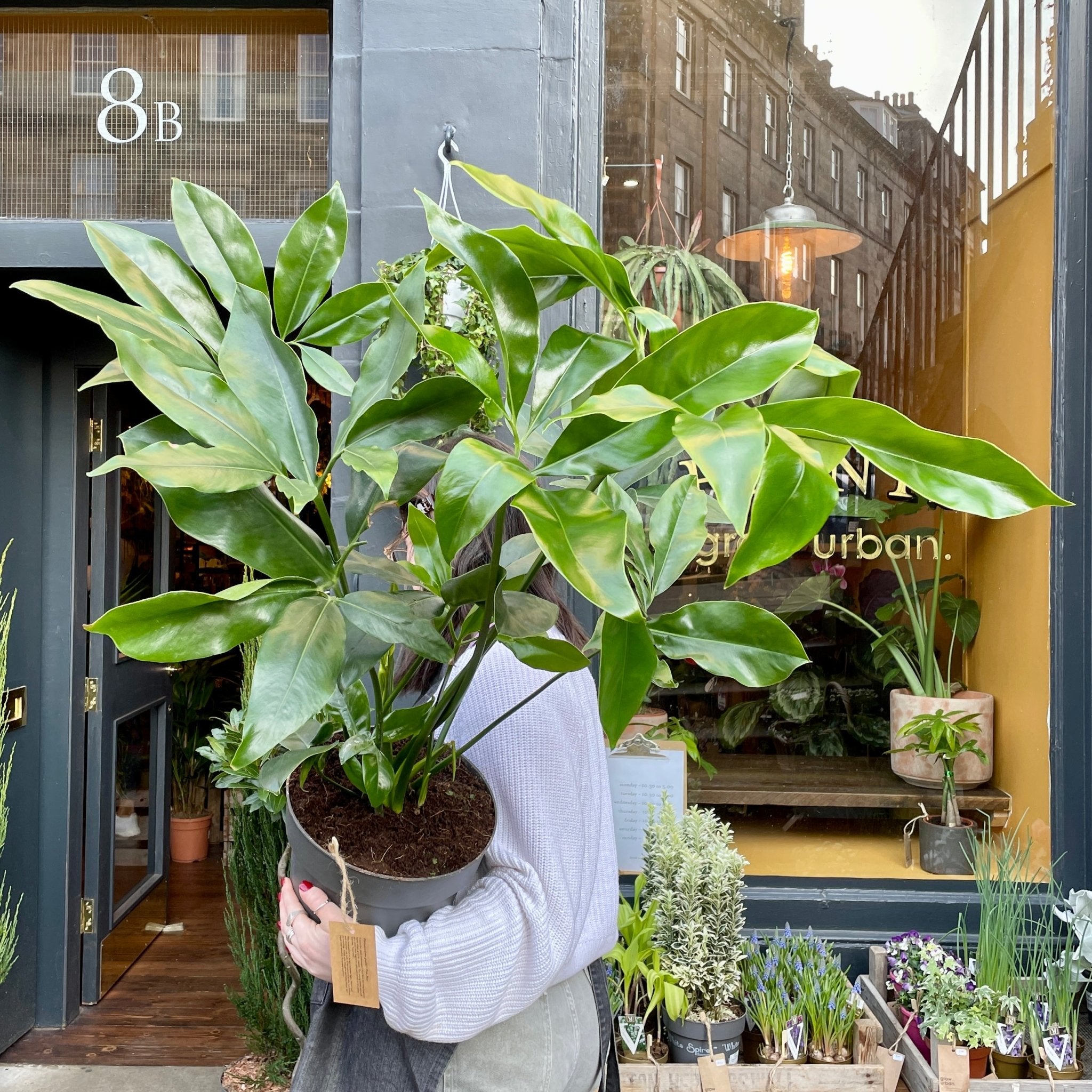 Philodendron ‘Fun Bun’ (24cm pot) - grow urban. UK