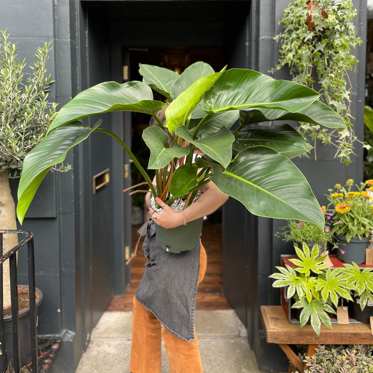 large philodendron imperial green Philodendron 'Green Beauty'