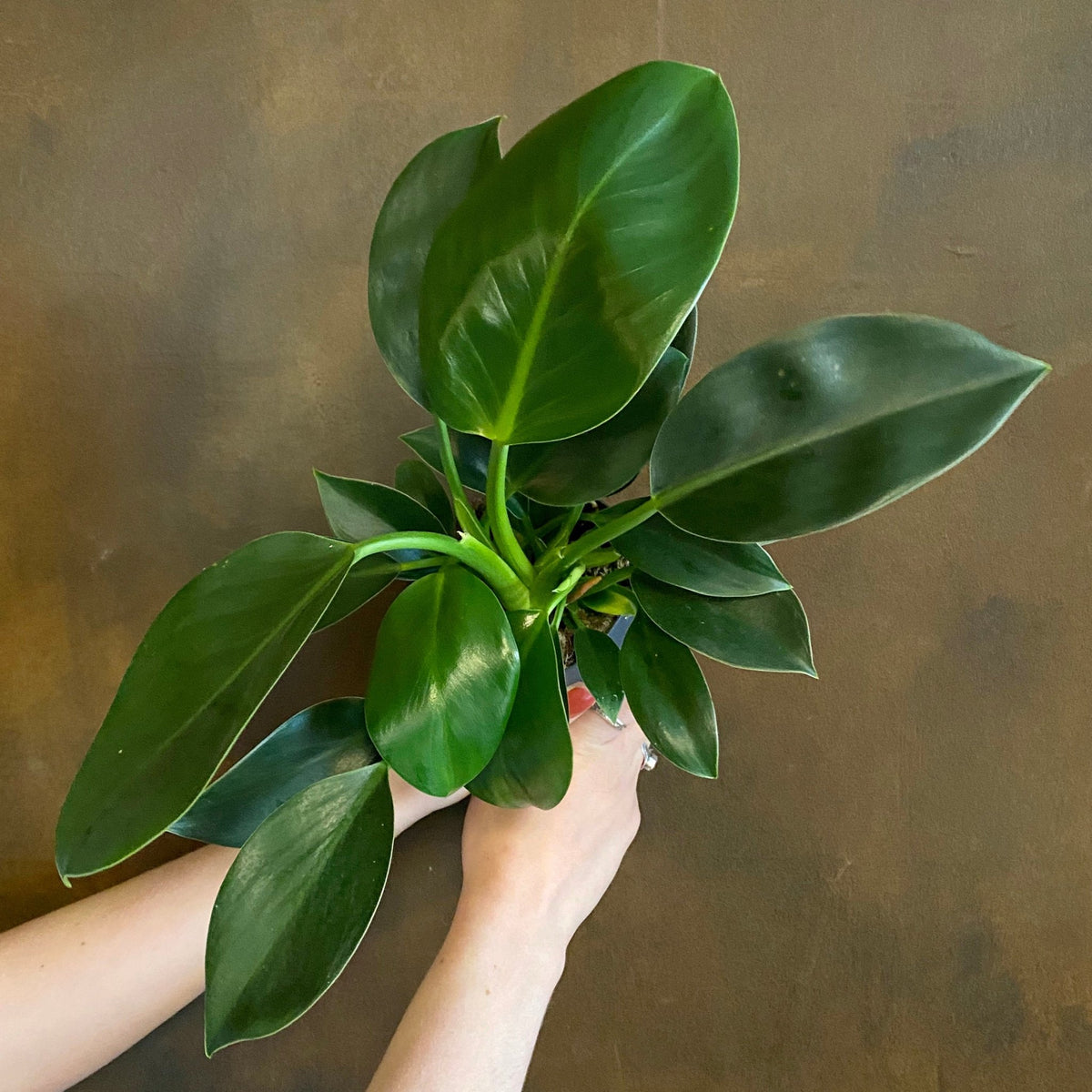 philodendron green princess big Philodendron 'Green Princess' (11cm pot)