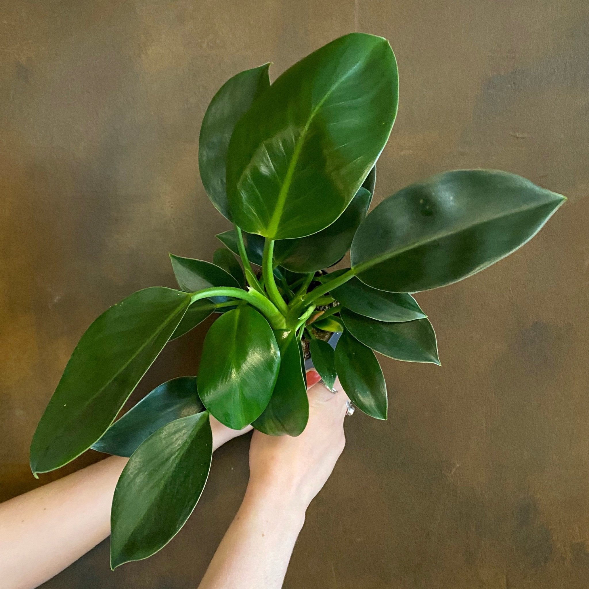 Philodendron ‘Green Princess’ (11cm pot) - grow urban. UK