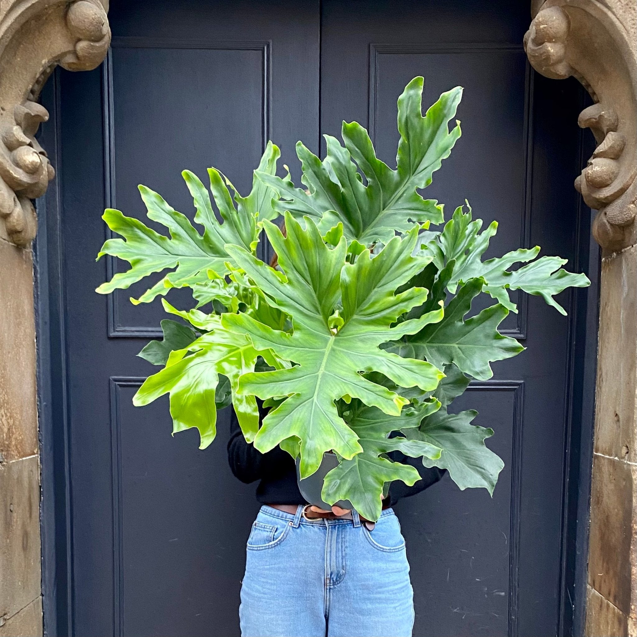 Philodendron ‘Hope’ (21cm pot) - grow urban. UK