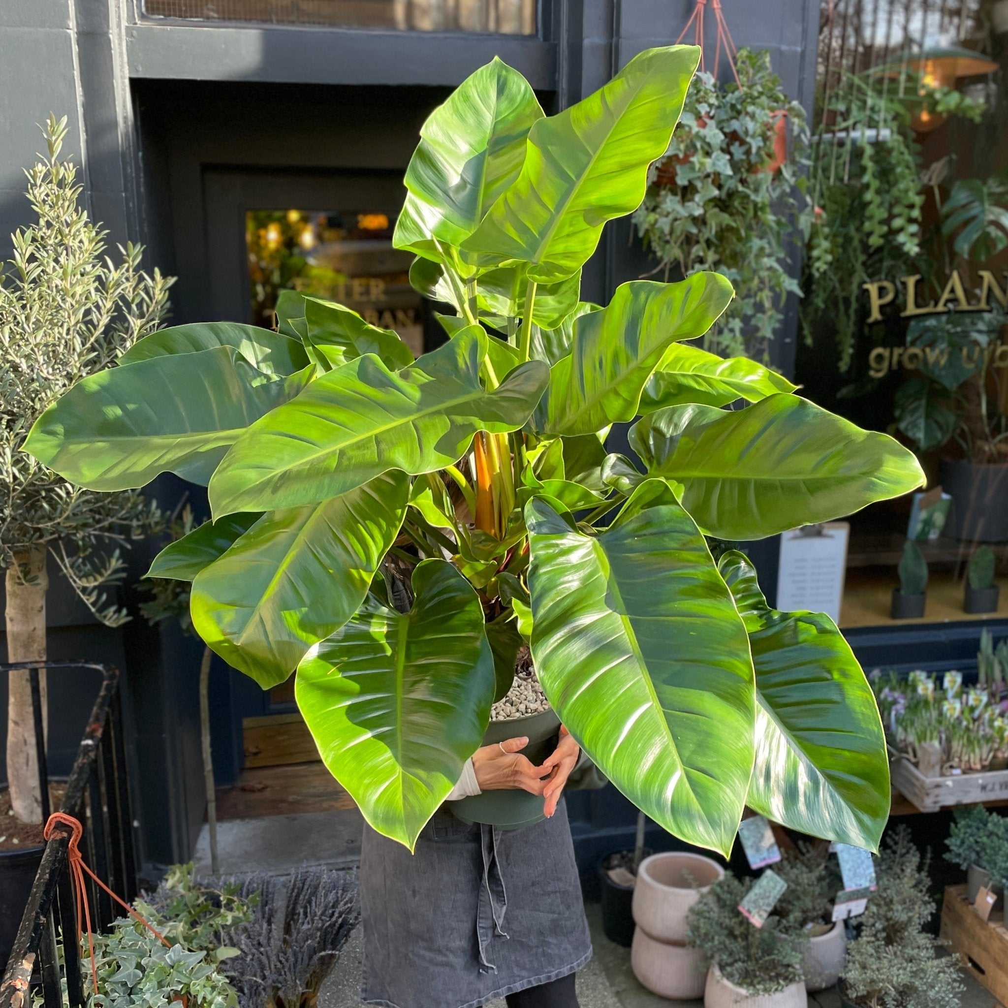 Philodendron ‘Imperial Green’ - grow urban. UK