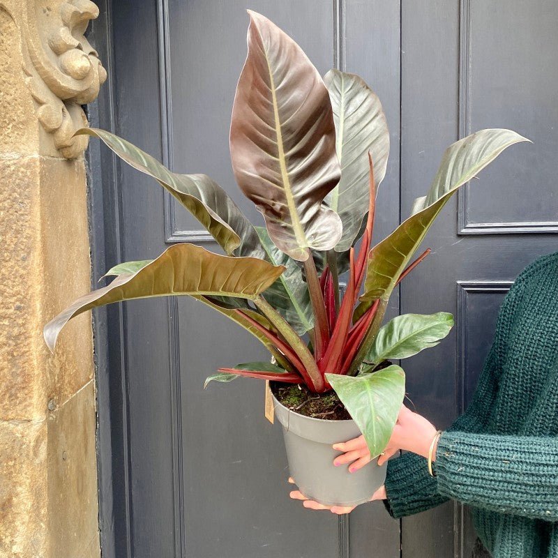 Philodendron ‘Imperial Red’ - grow urban. UK