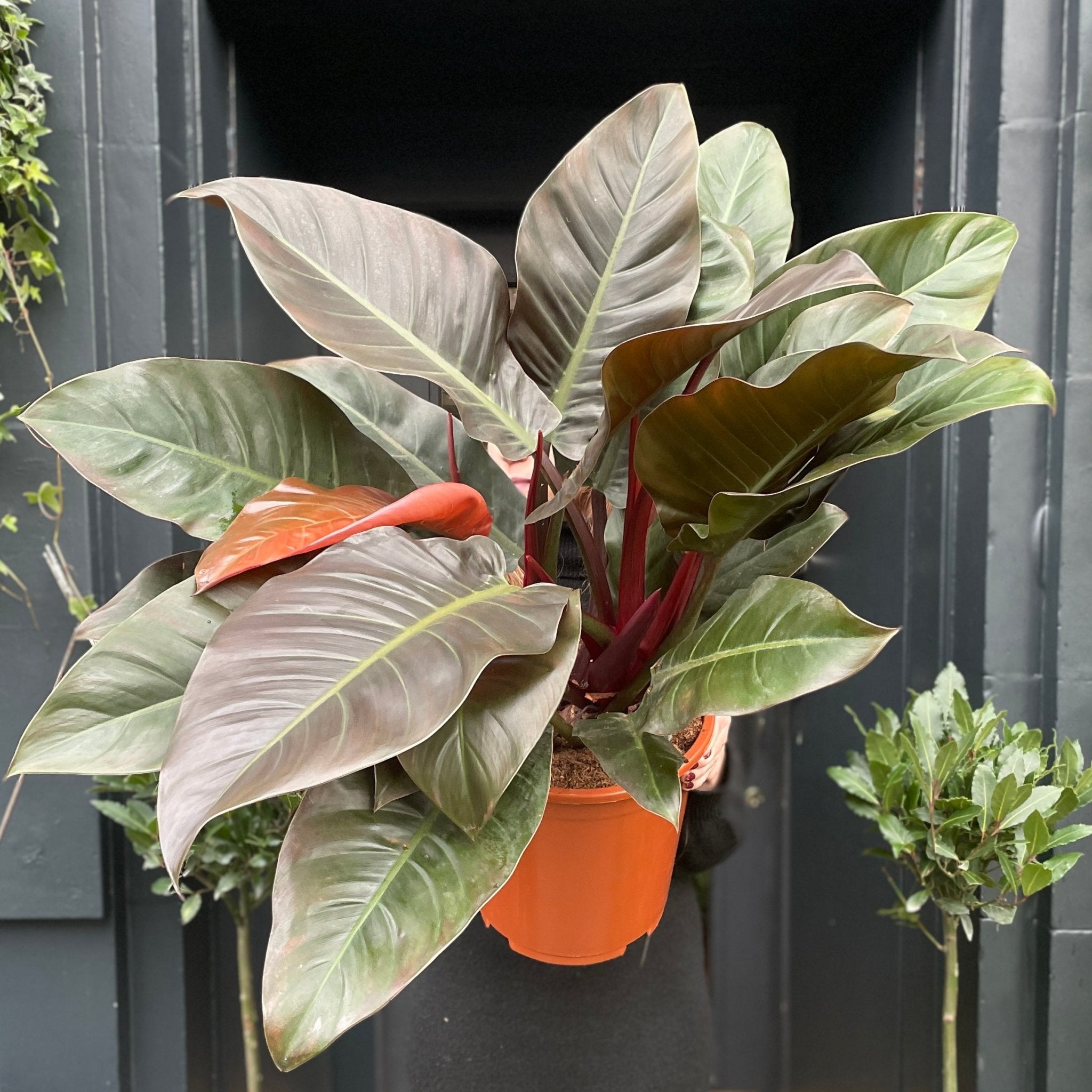 Philodendron ‘Imperial Red’ (27cm pot) - grow urban. UK