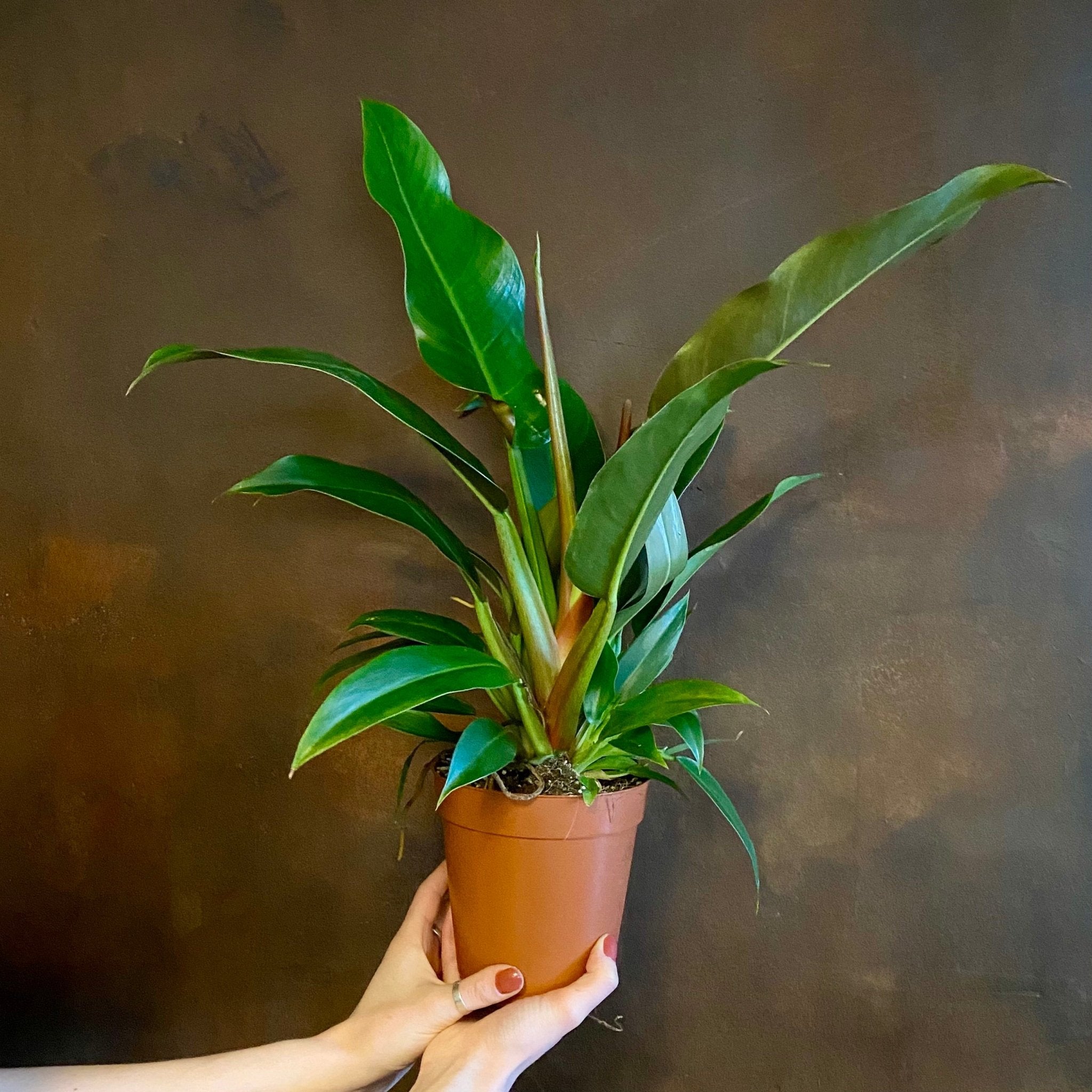 Philodendron 'Little Phil' - grow urban. UK