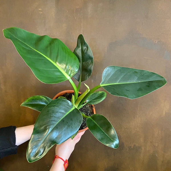 Philodendron 'Millions' (19cm pot)