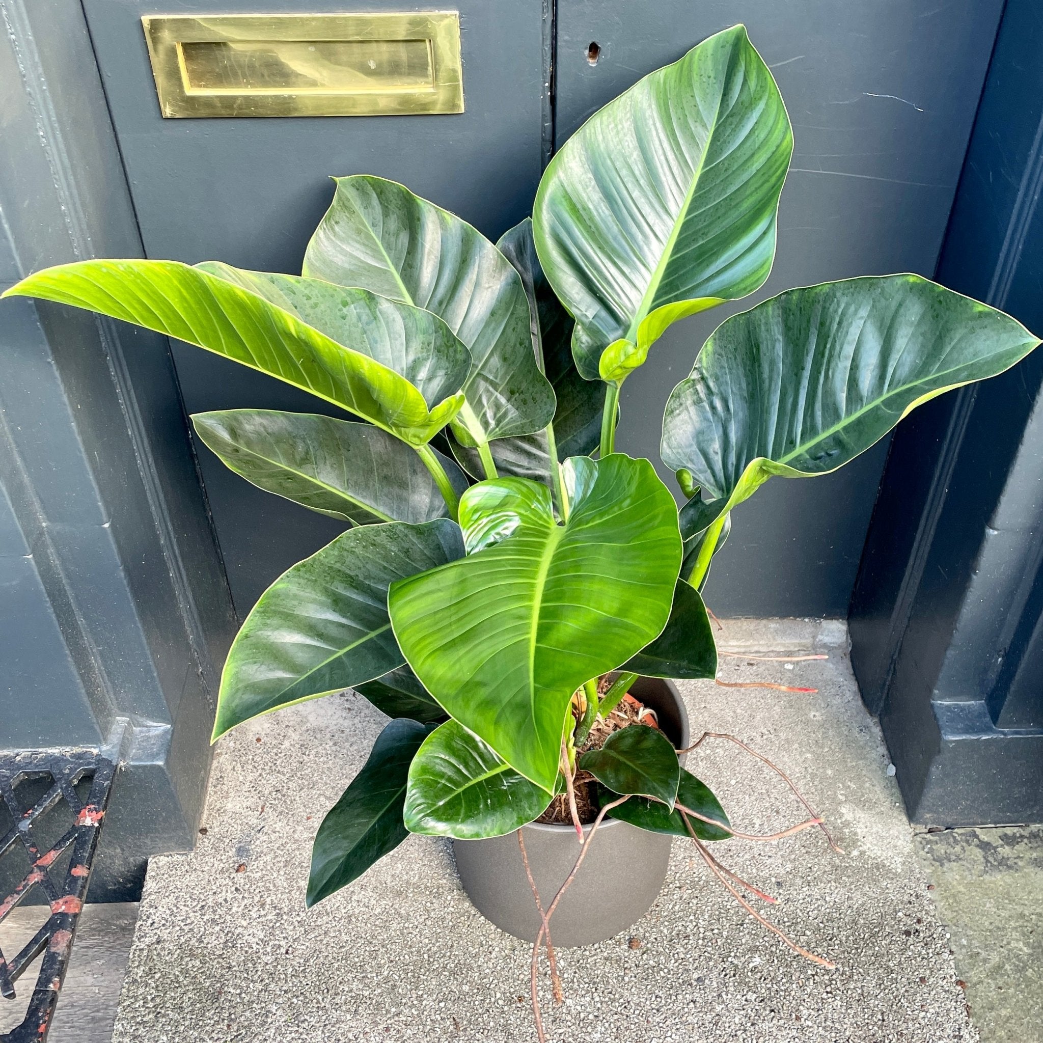 Philodendron ‘Millions’ (27cm pot) - grow urban. UK