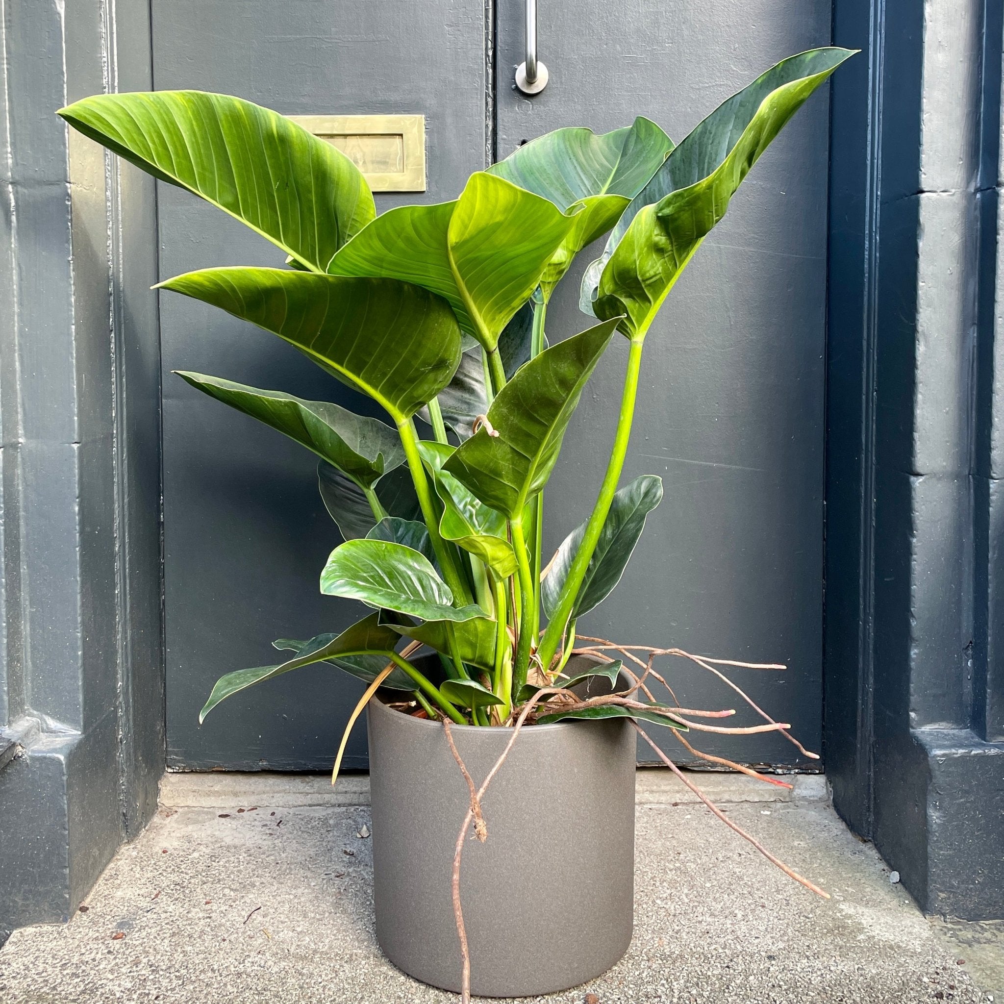Philodendron ‘Millions’ (27cm pot) - grow urban. UK