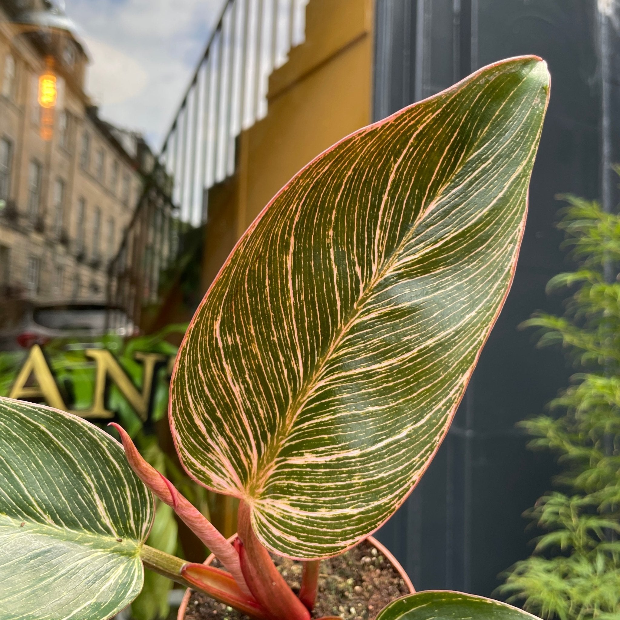 Philodendron ‘Pink Birkin’ - grow urban. UK