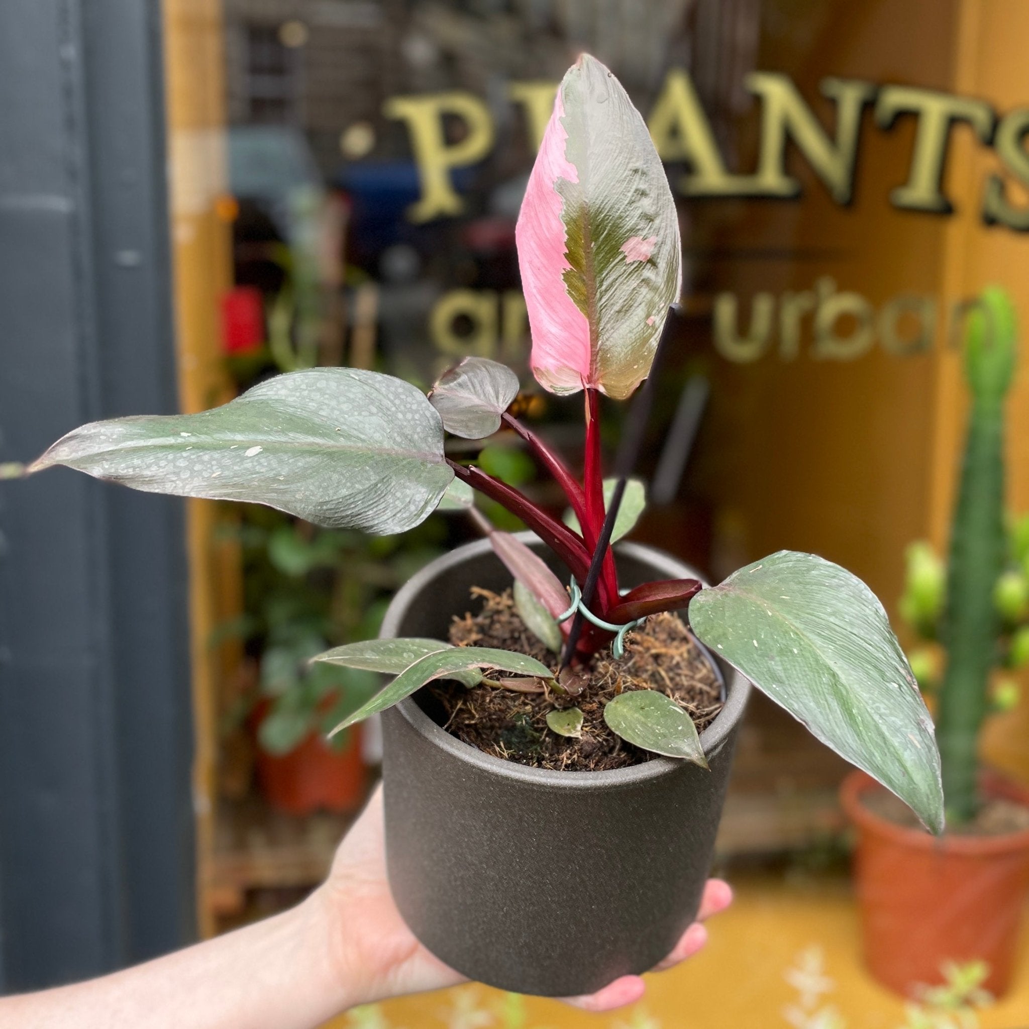 Philodendron ‘Pink Princess’ (11cm pot) - grow urban. UK