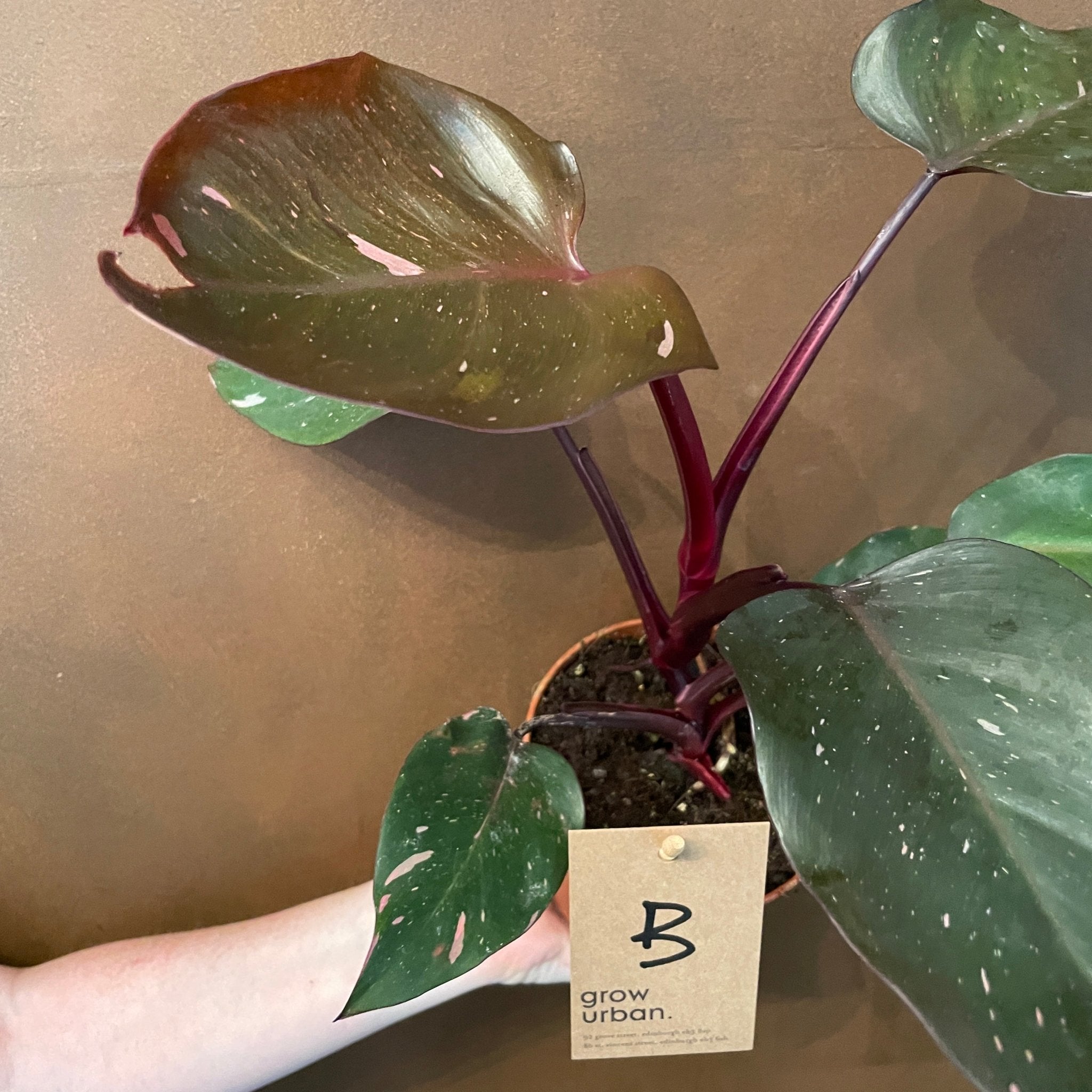 Philodendron ‘Pink Princess’ (12cm pot) - grow urban. UK