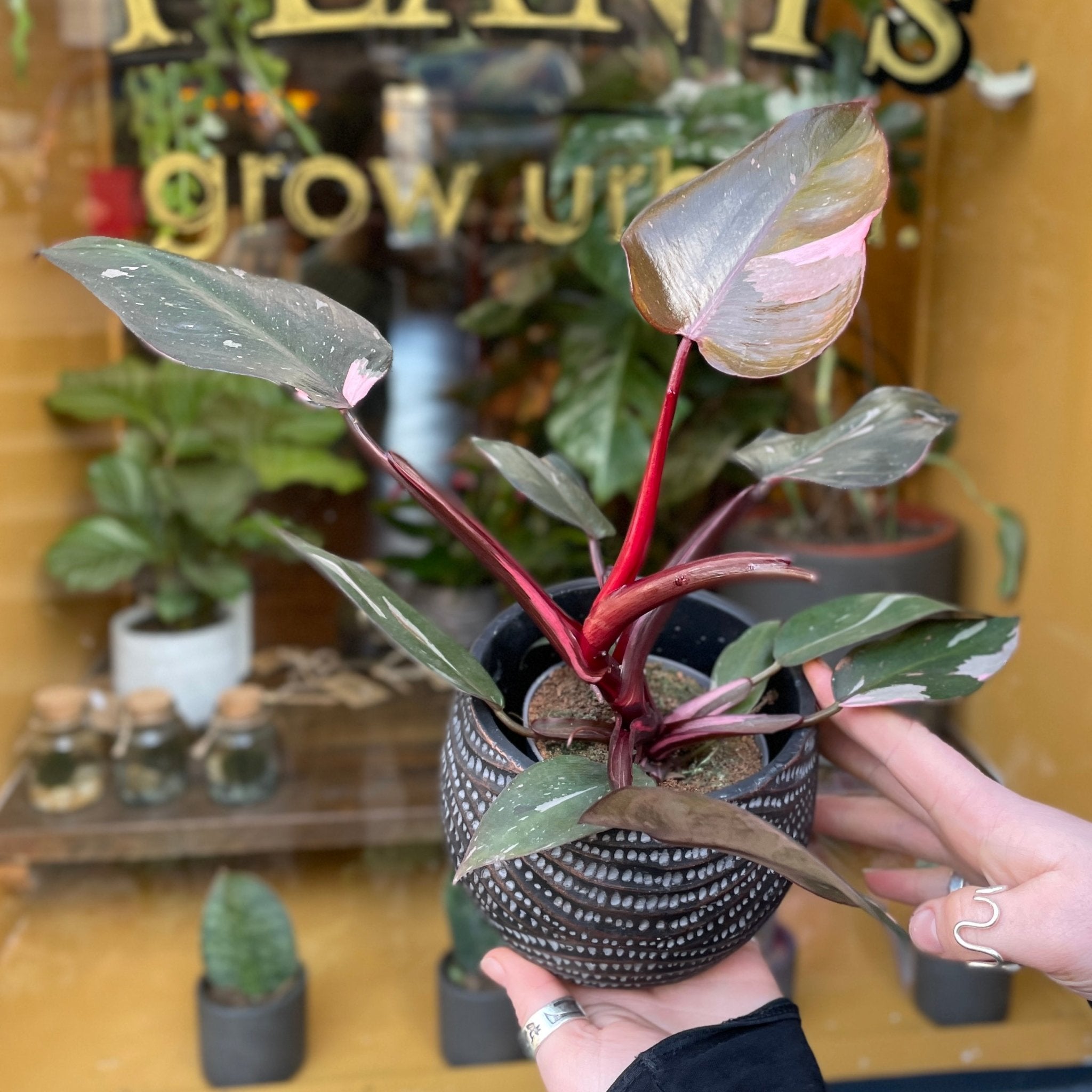 Philodendron ‘Pink Princess’ (9cm pot) - grow urban. UK