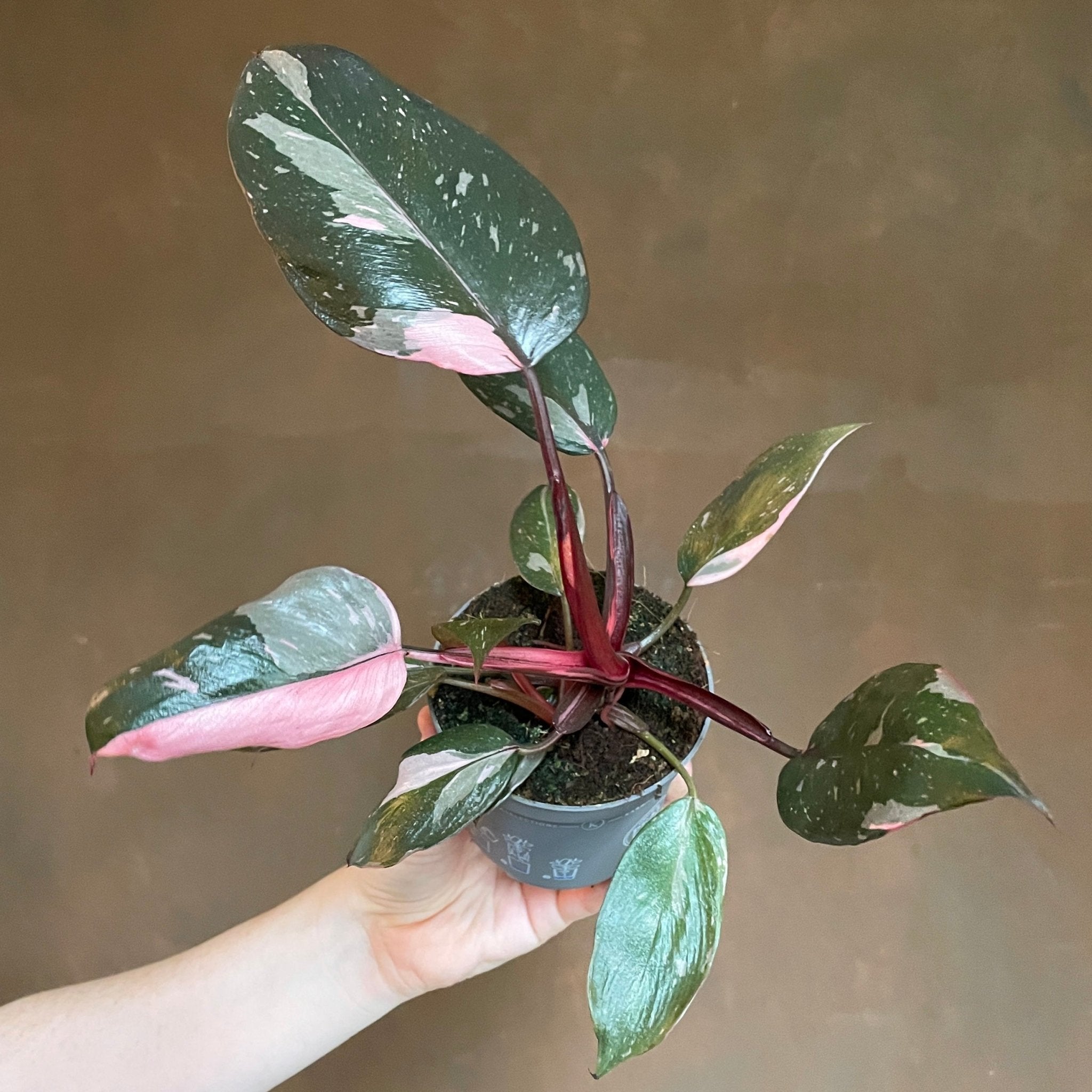 Philodendron Pink Princess L18 Rooted Top Cutting High sold Variegation!