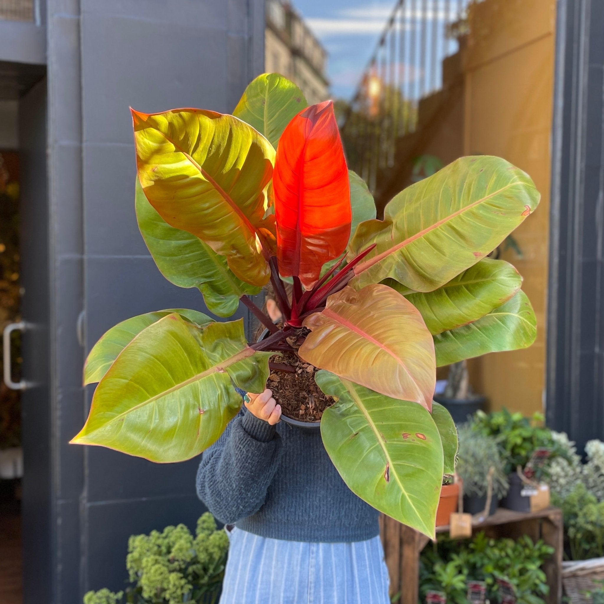 Philodendron ‘Prince of Orange’ (24cm pot) - grow urban. UK