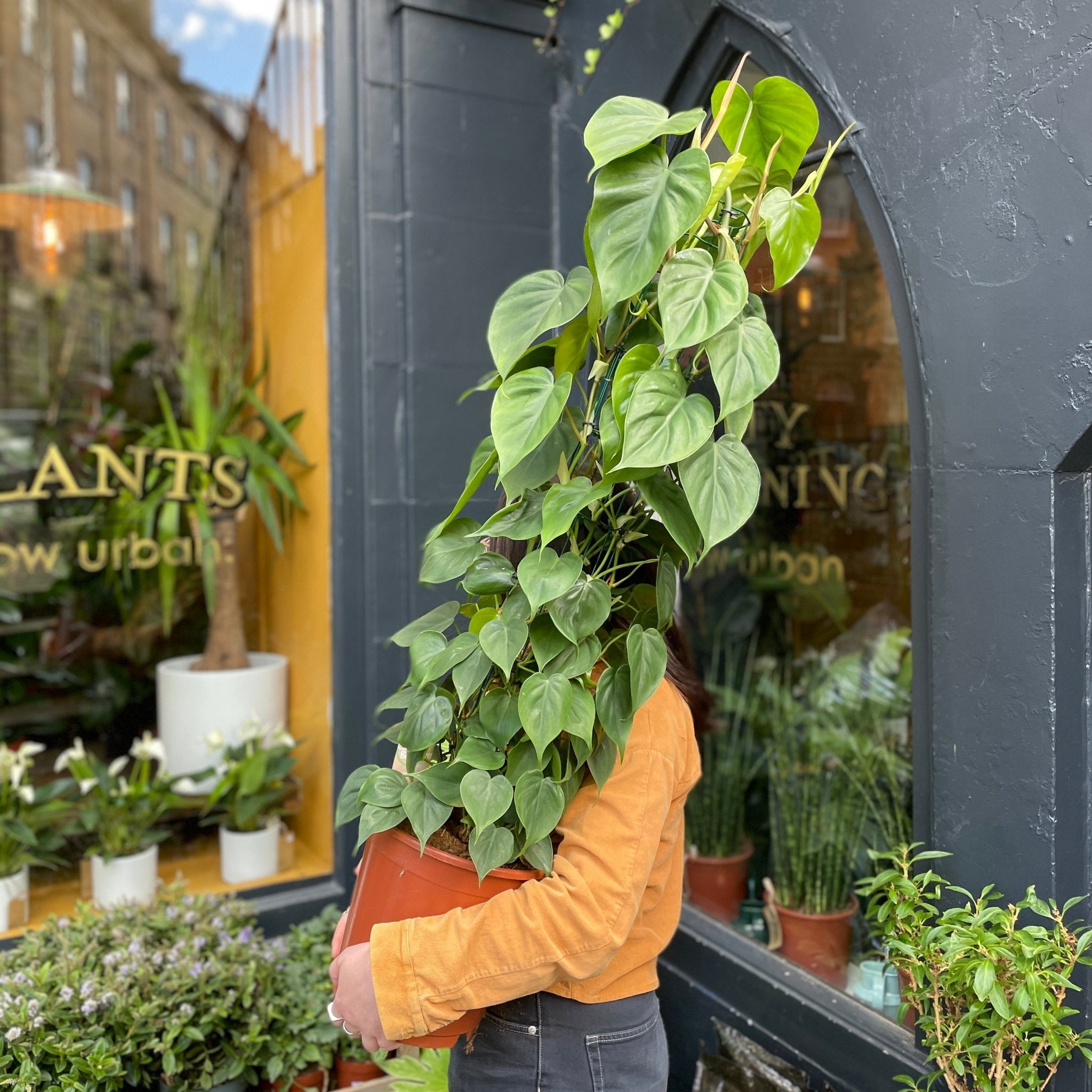 Philodendron scandens (120cm) - grow urban. UK